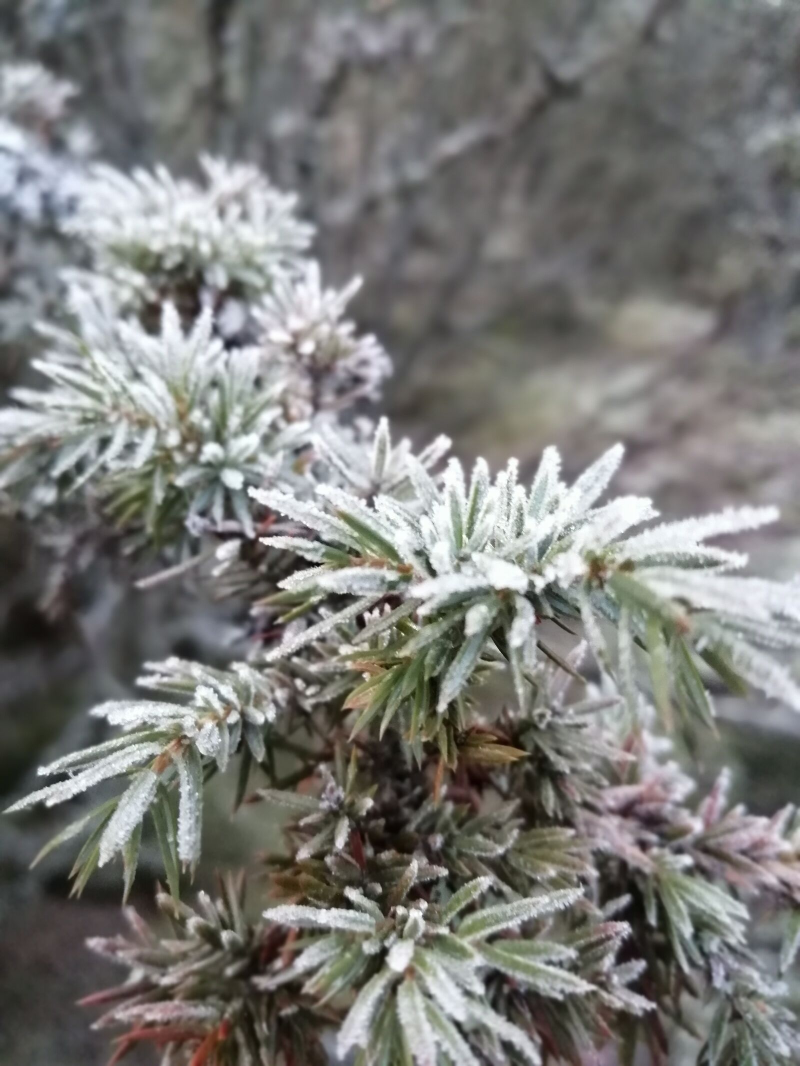 HUAWEI P SMART 2019 sample photo. Nature, frost, winter photography