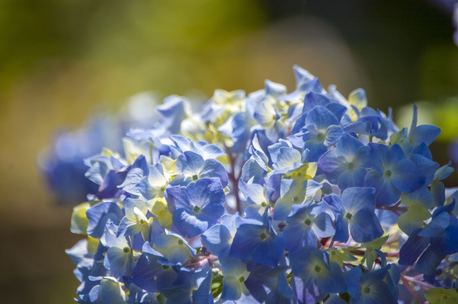 Nikon D40 sample photo. Hydrangea, flower, floral photography