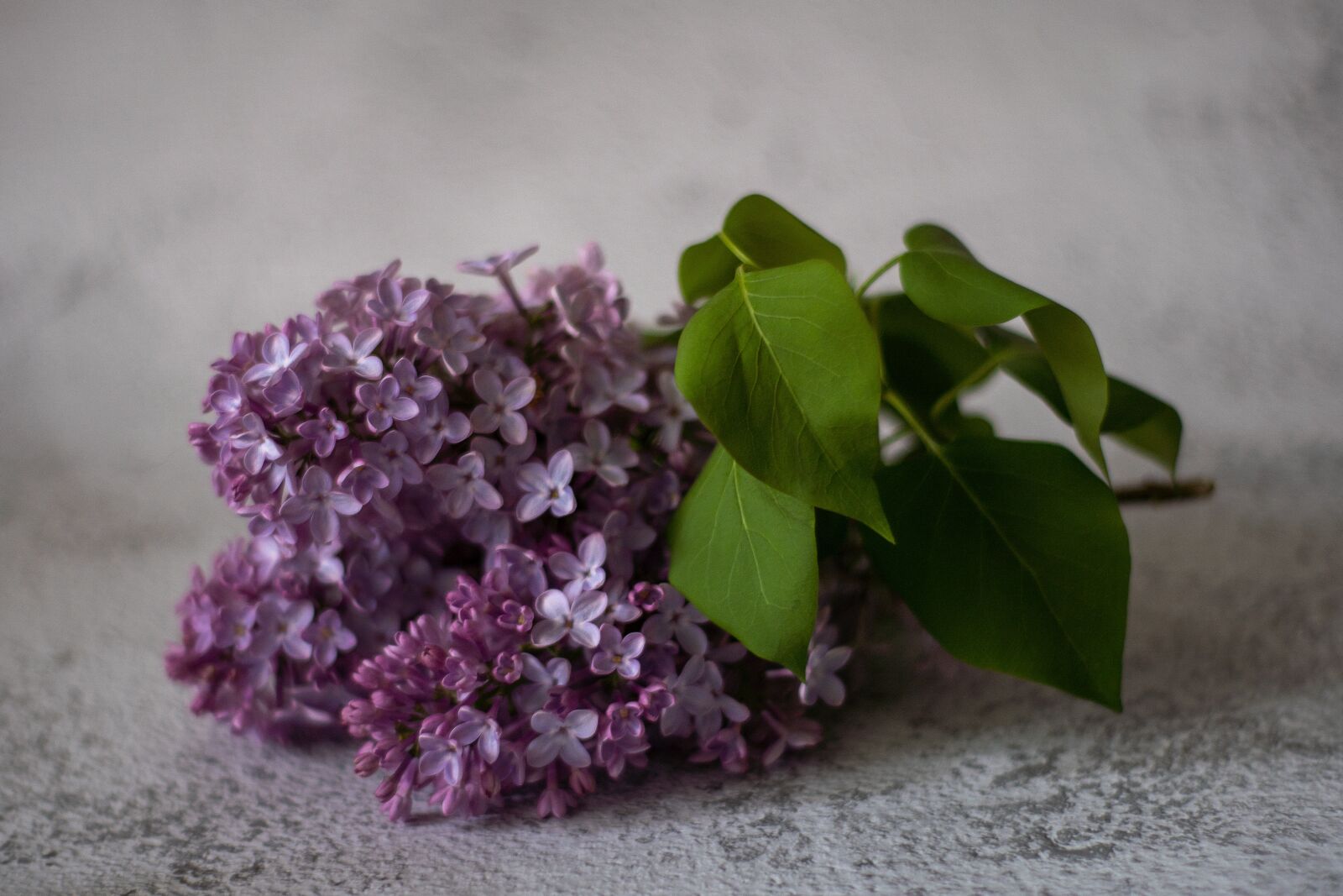 Sony DT 50mm F1.8 SAM sample photo. Lilac, branch, tree photography