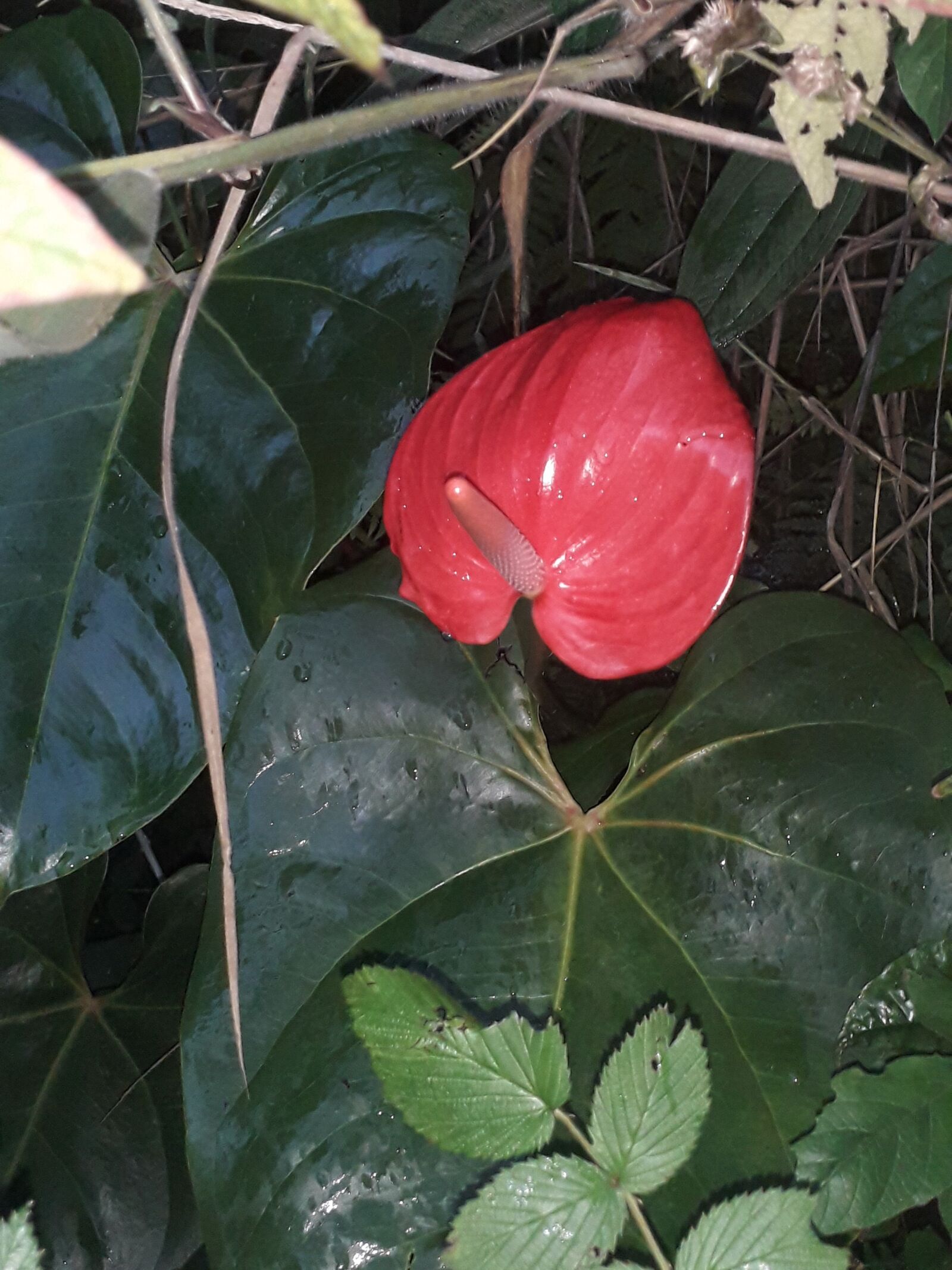 Samsung Galaxy J4 sample photo. Anturio, flores, jardin photography