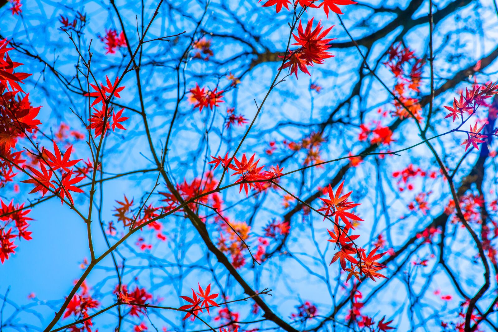 Canon EF 24-70mm F2.8L USM sample photo. Branch, tree, season photography