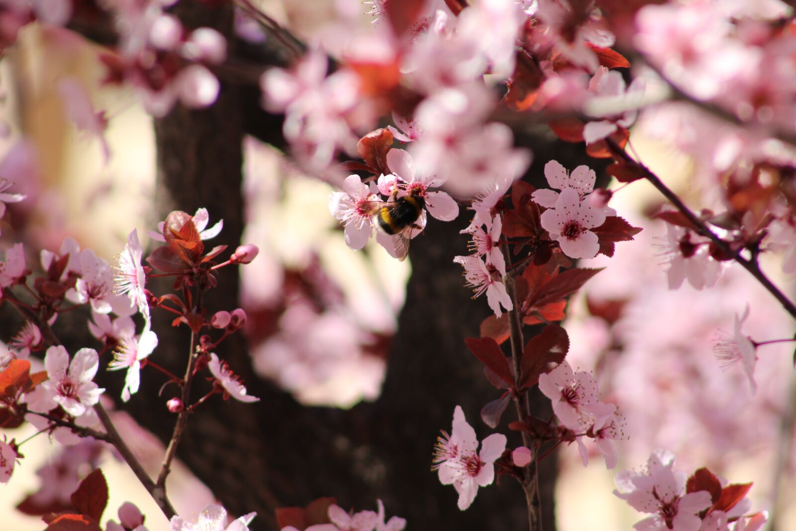 Canon EF75-300mm f/4-5.6 sample photo. Flowers, spring, bee photography