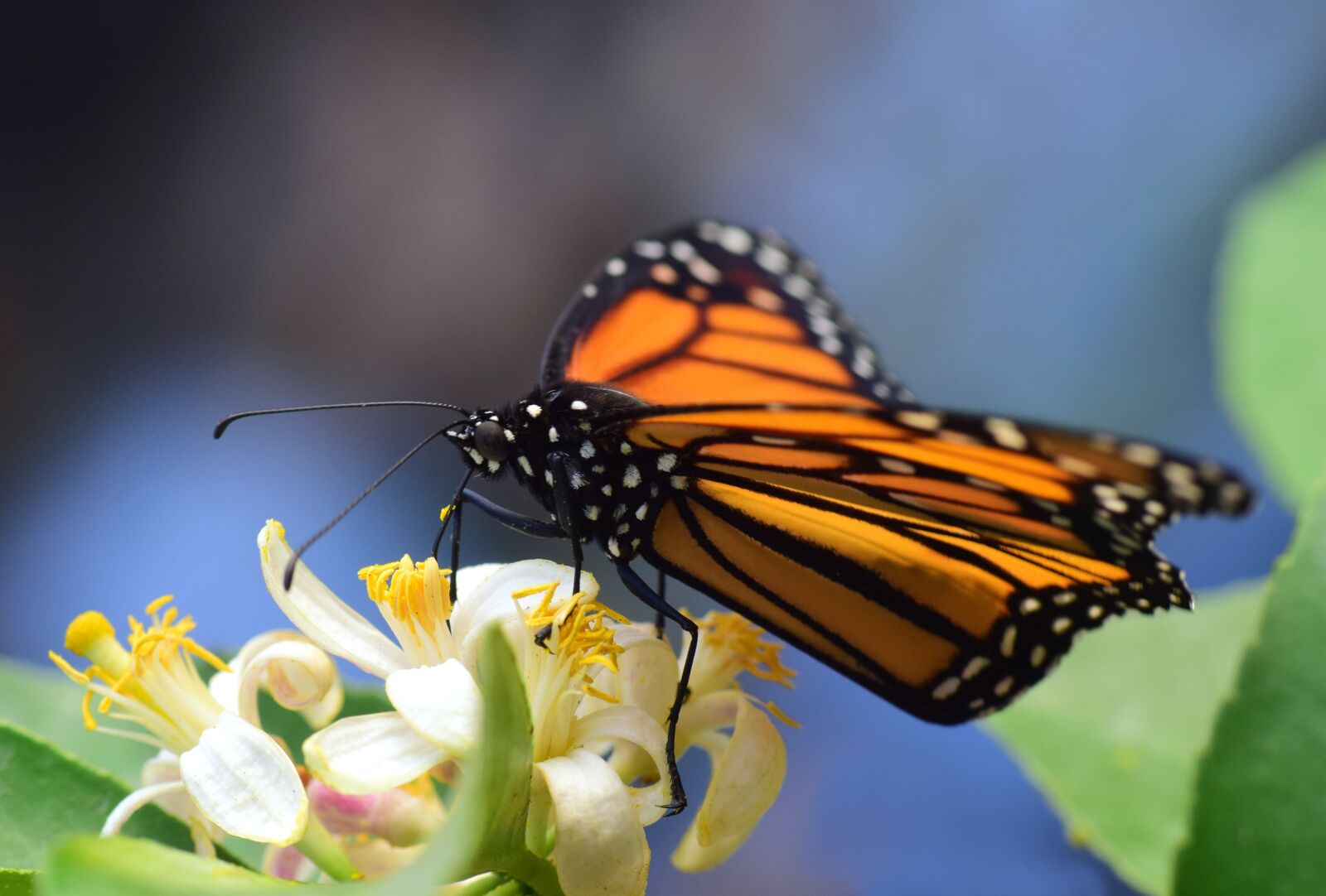 Nikon D3300 sample photo. Monarch, close up, tropical photography