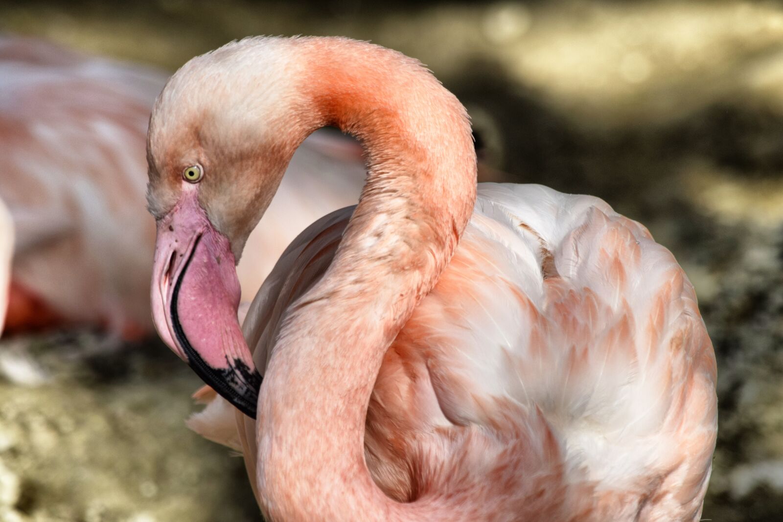 Nikon D3300 sample photo. Flamingo, zoo, animal photography