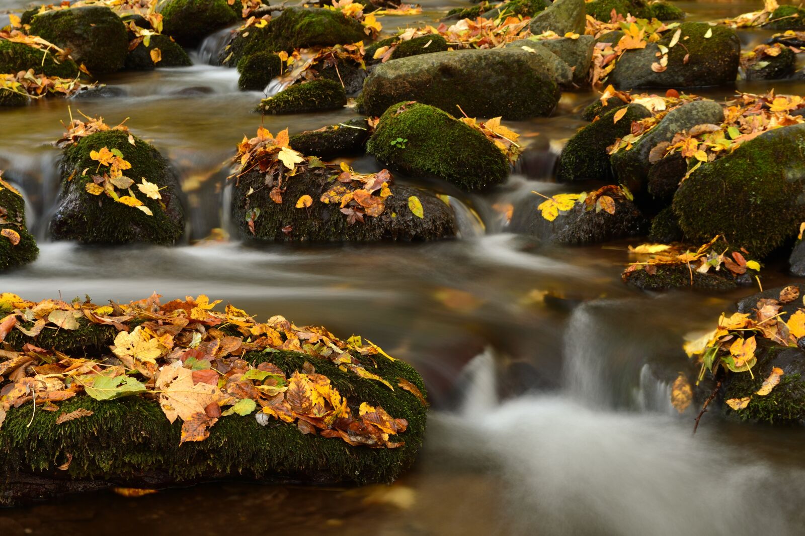 Nikon D3100 sample photo. Autumn, creek, water photography
