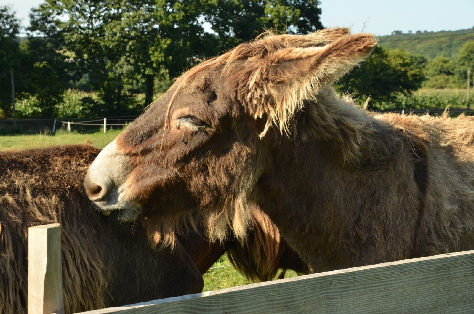 Nikon D7000 sample photo. Ass, farm, farm animal photography