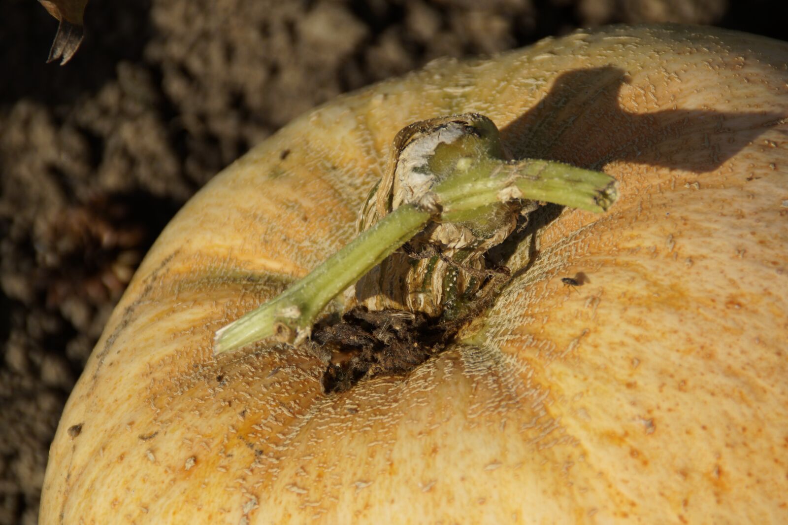 Sony SLT-A58 sample photo. Pumpkin, close up, autumn photography