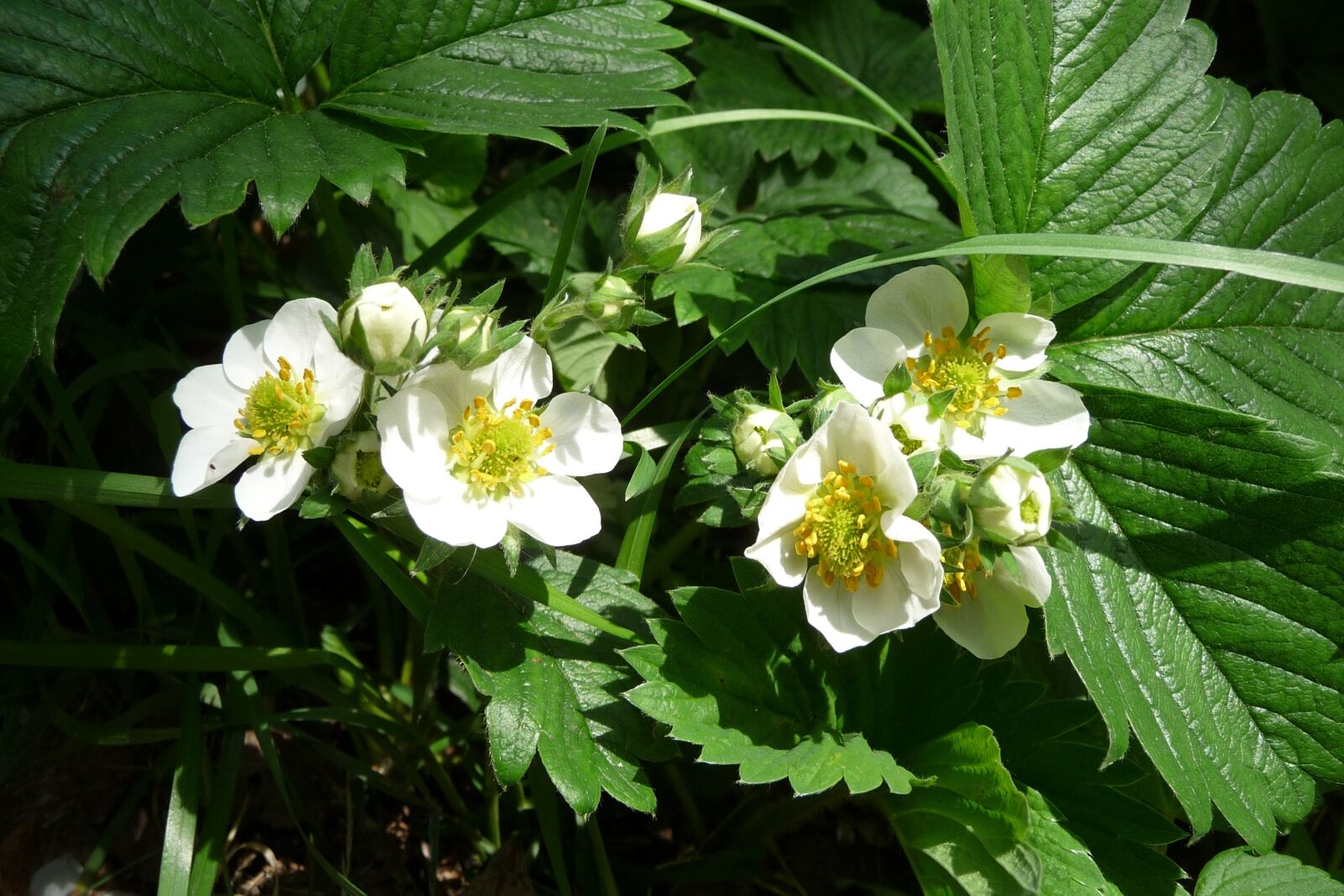 Panasonic Lumix DMC-TZ4 sample photo. Strawberry flowers, strawberry, blossom photography