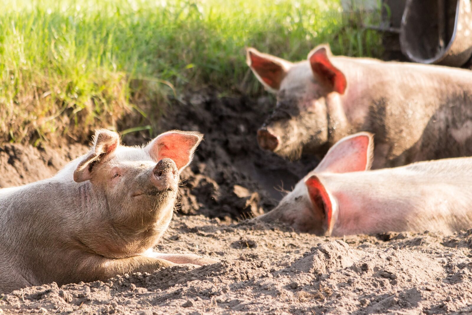 Canon EOS 700D (EOS Rebel T5i / EOS Kiss X7i) sample photo. Pigs, cute, funny photography