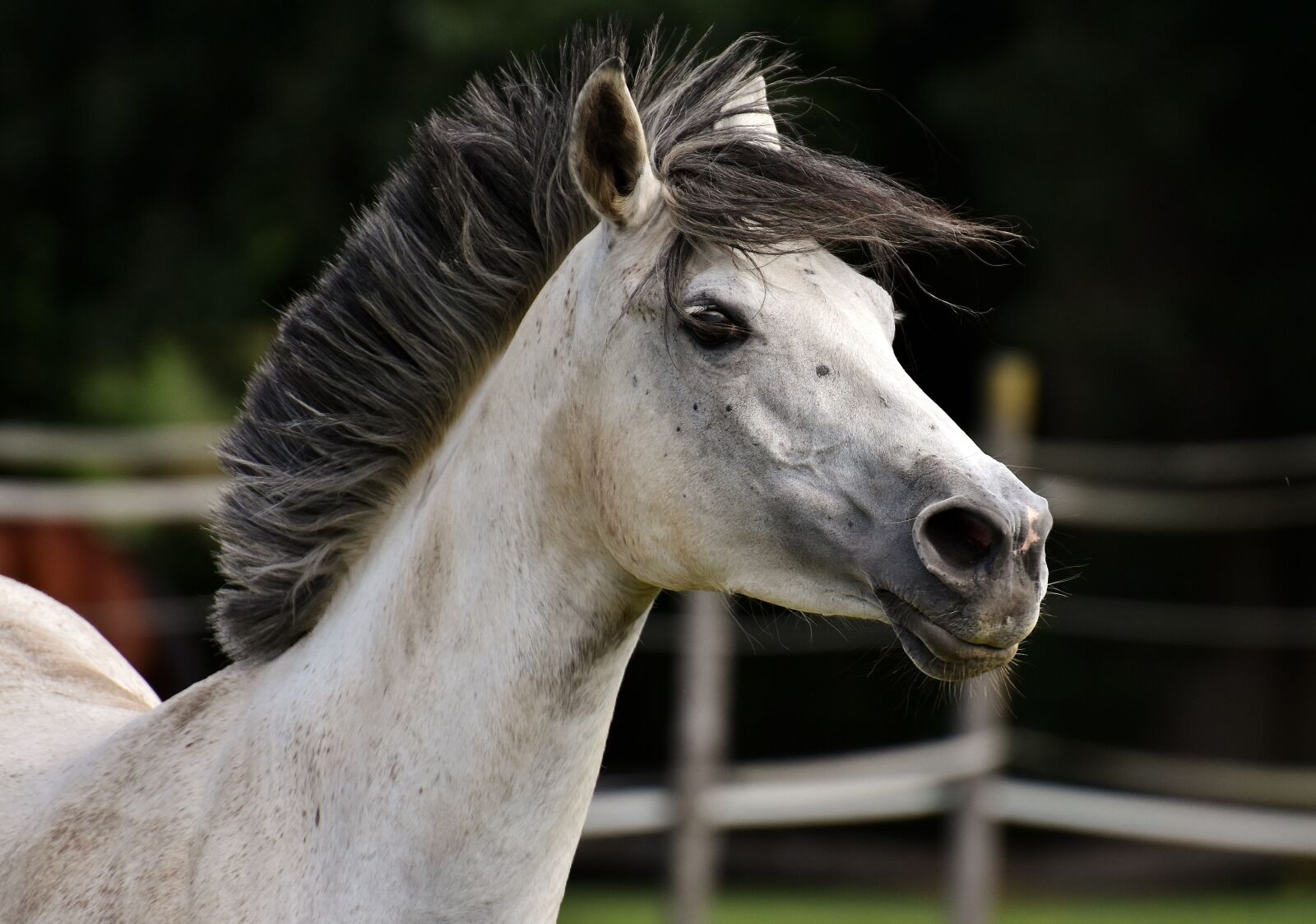 Nikon D7200 sample photo. Mold, horse, love for photography