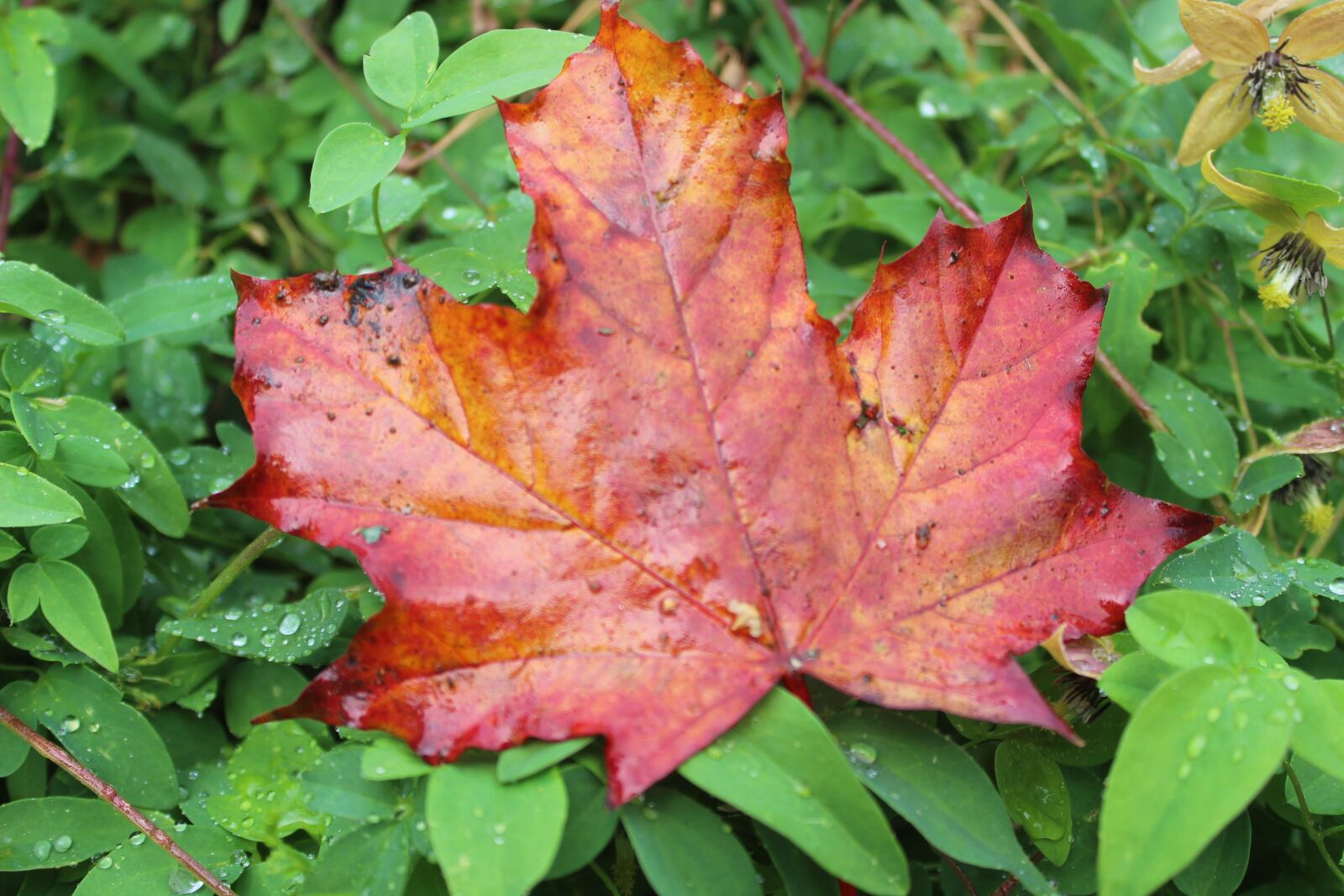 Canon EOS 600D (Rebel EOS T3i / EOS Kiss X5) sample photo. Maple leaf, autumn, fall photography