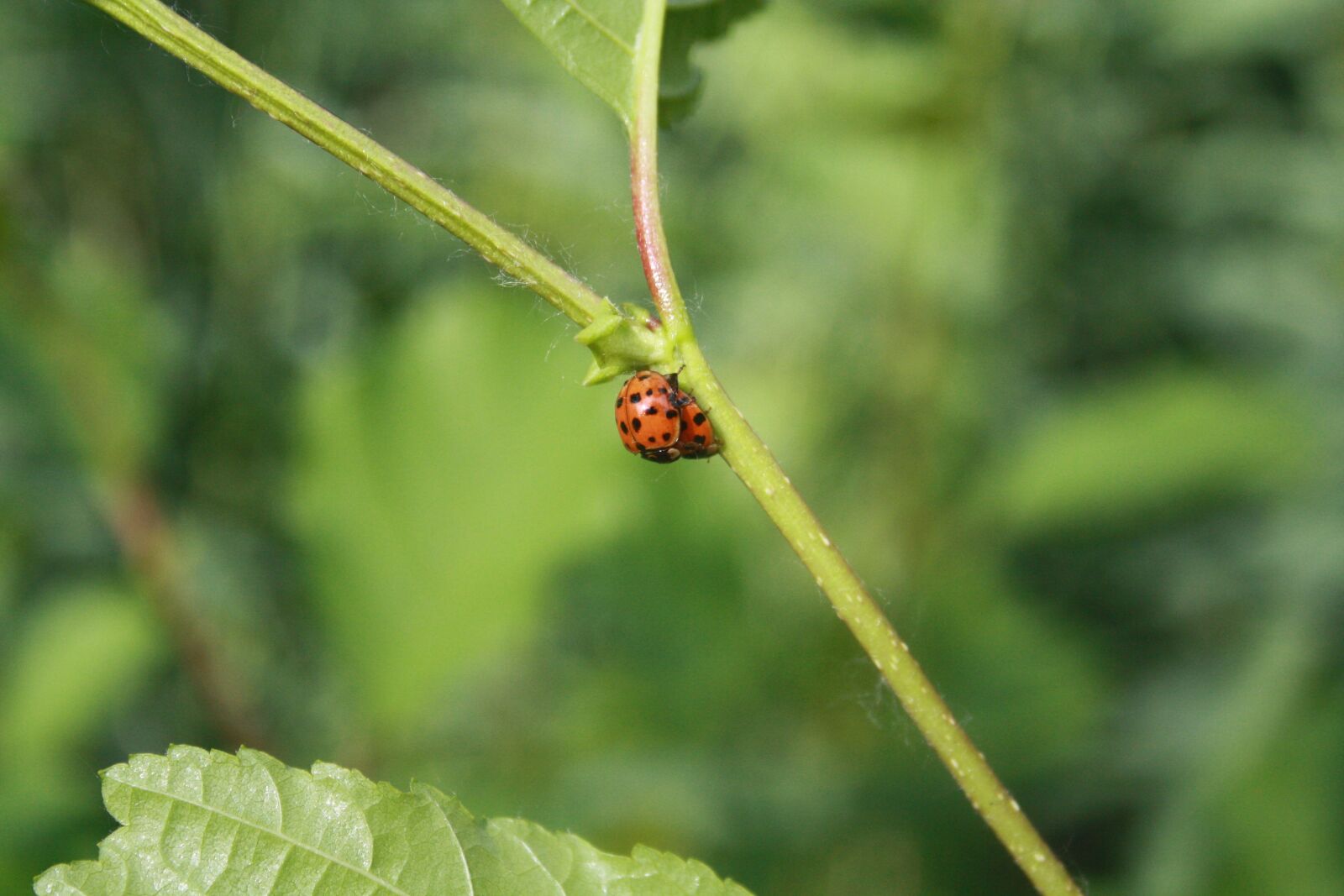 Canon EOS 1000D (EOS Digital Rebel XS / EOS Kiss F) sample photo. Leaf, nature, plant photography