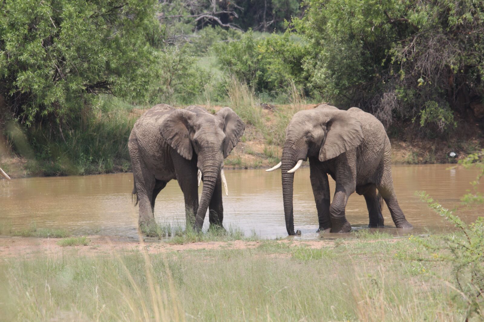 Canon EOS 60D sample photo. African, elephants, mating photography