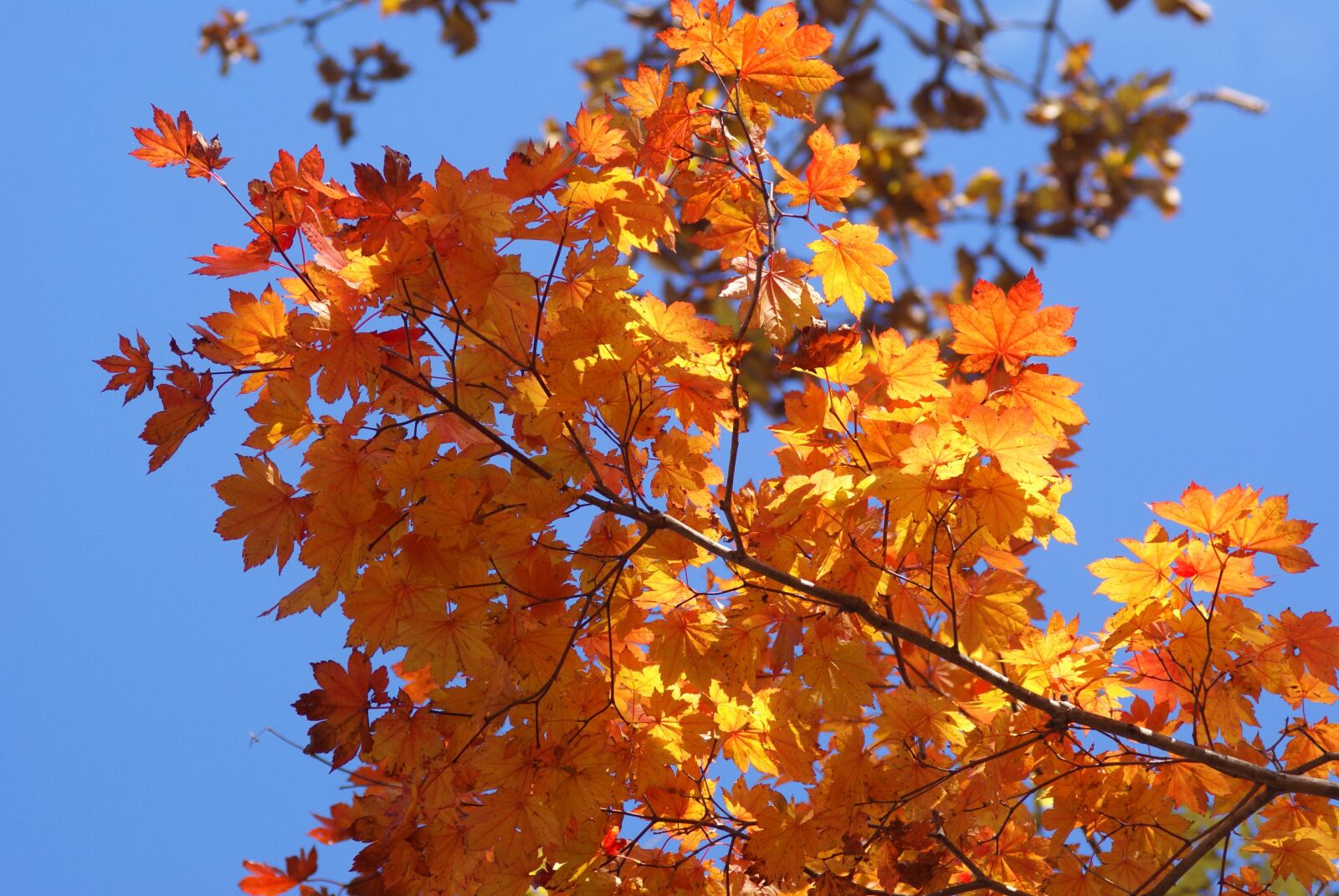 Sony Alpha DSLR-A100 sample photo. Agriculture, autumn, background photography