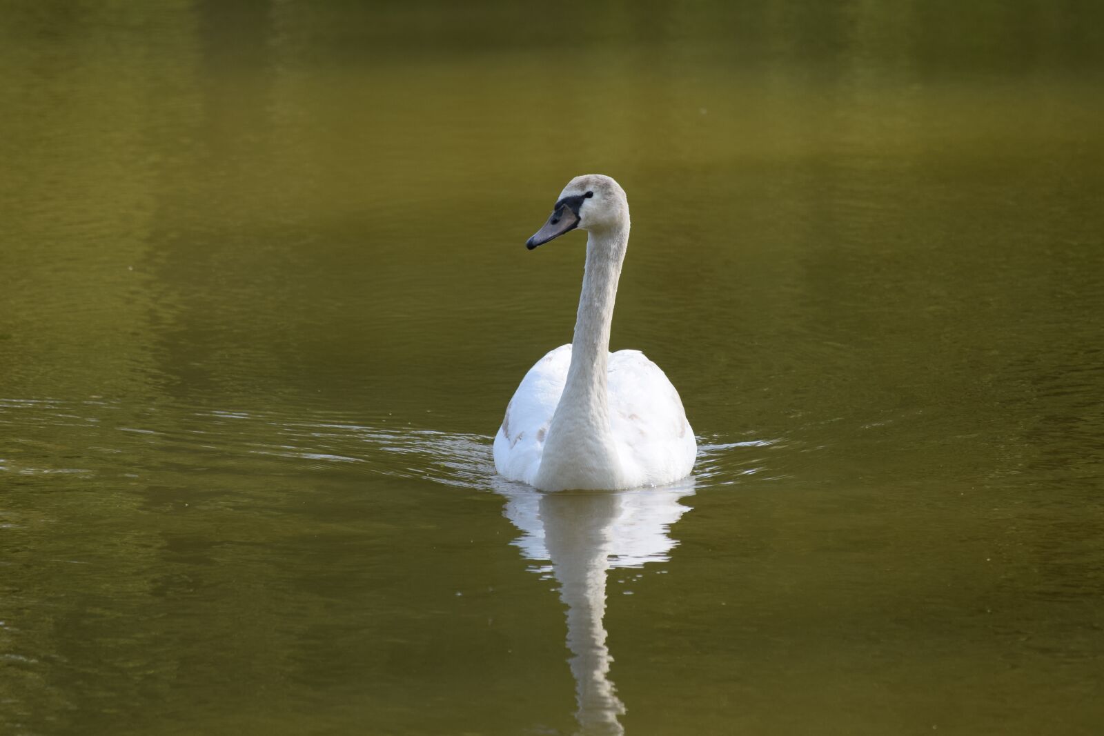 Nikon D3300 sample photo. Swan, white, bird photography