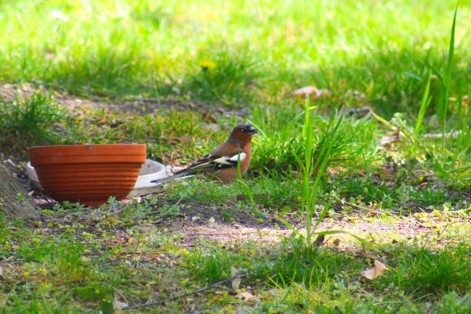 Canon EOS 550D (EOS Rebel T2i / EOS Kiss X4) sample photo. Chaffinch, fringilla coelebs, males photography