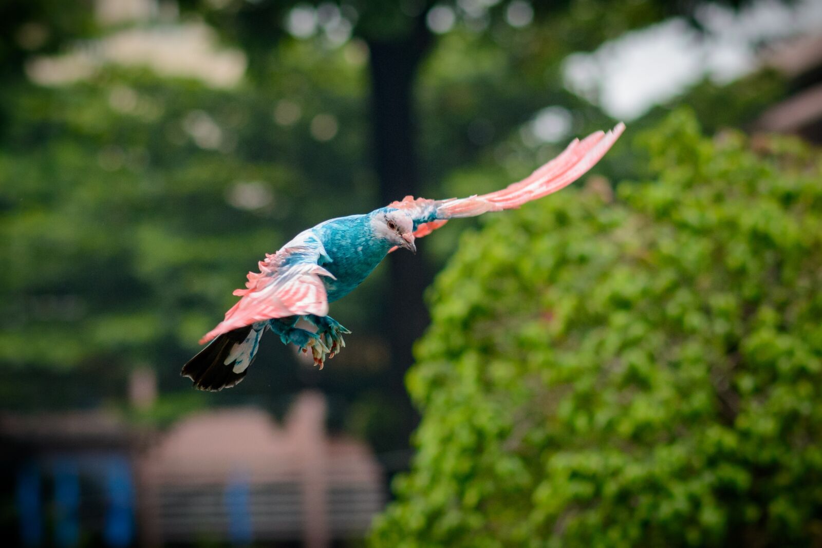 Nikon D7100 sample photo. Dove, bird, wing photography