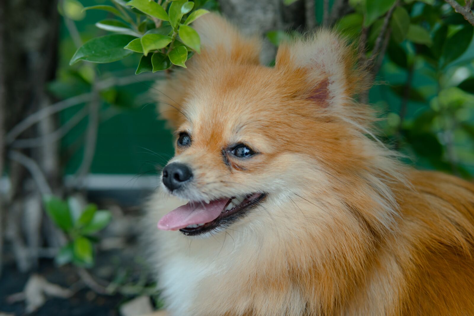 30mm F1.4 DC DN | Contemporary 016 sample photo. Puppy, dog, pet photography