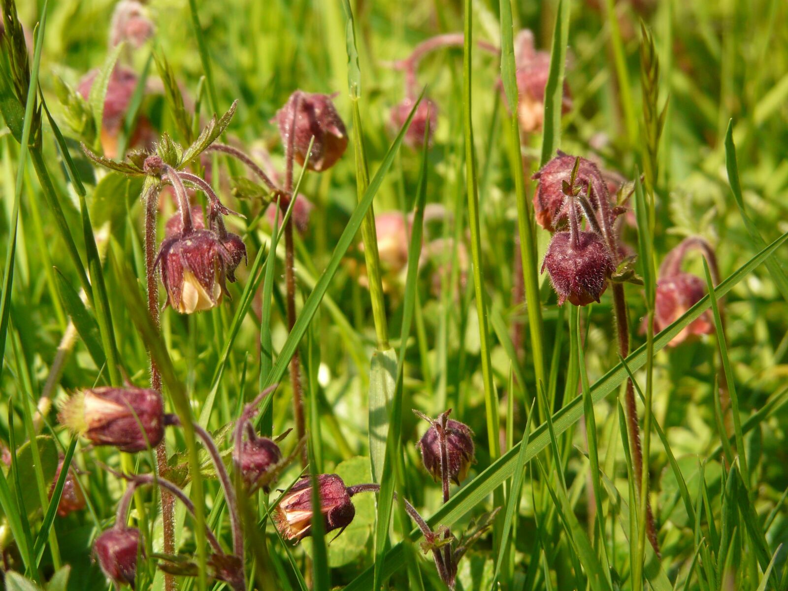 Panasonic DMC-FZ18 sample photo. Avens, pointed flower, blossom photography