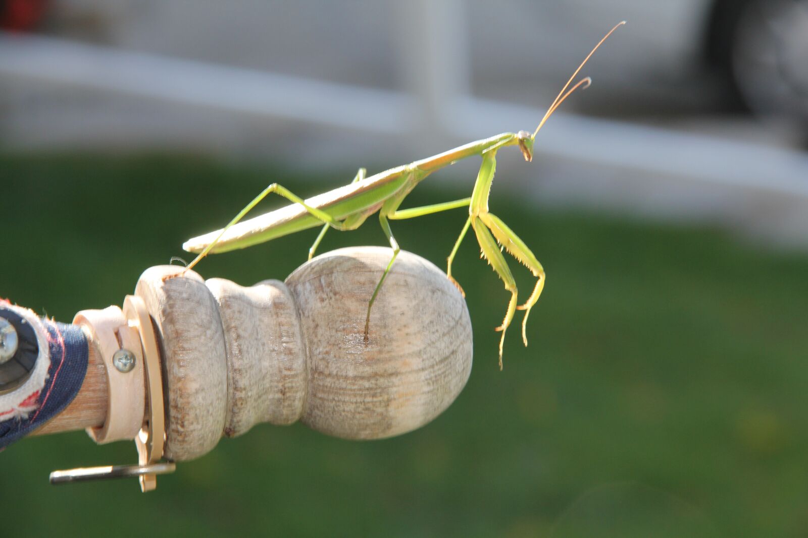 Canon EOS 60D sample photo. Insect, nature, praying mantis photography