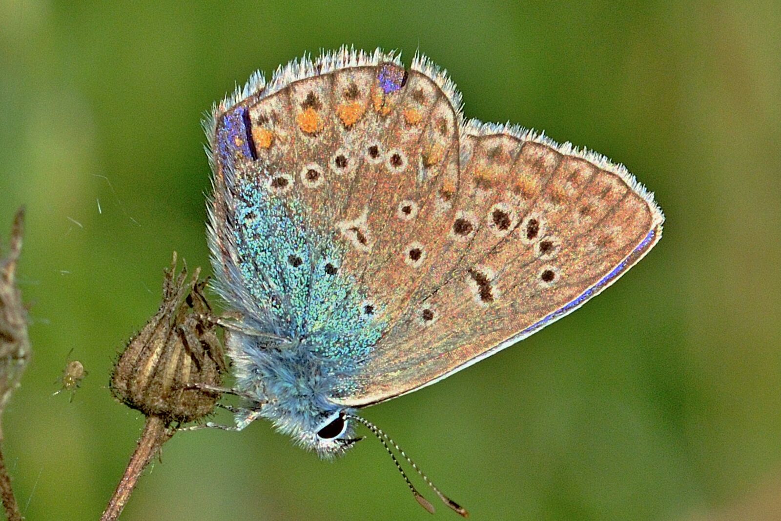 Nikon D5200 sample photo. Common blue, sun, butterfly photography