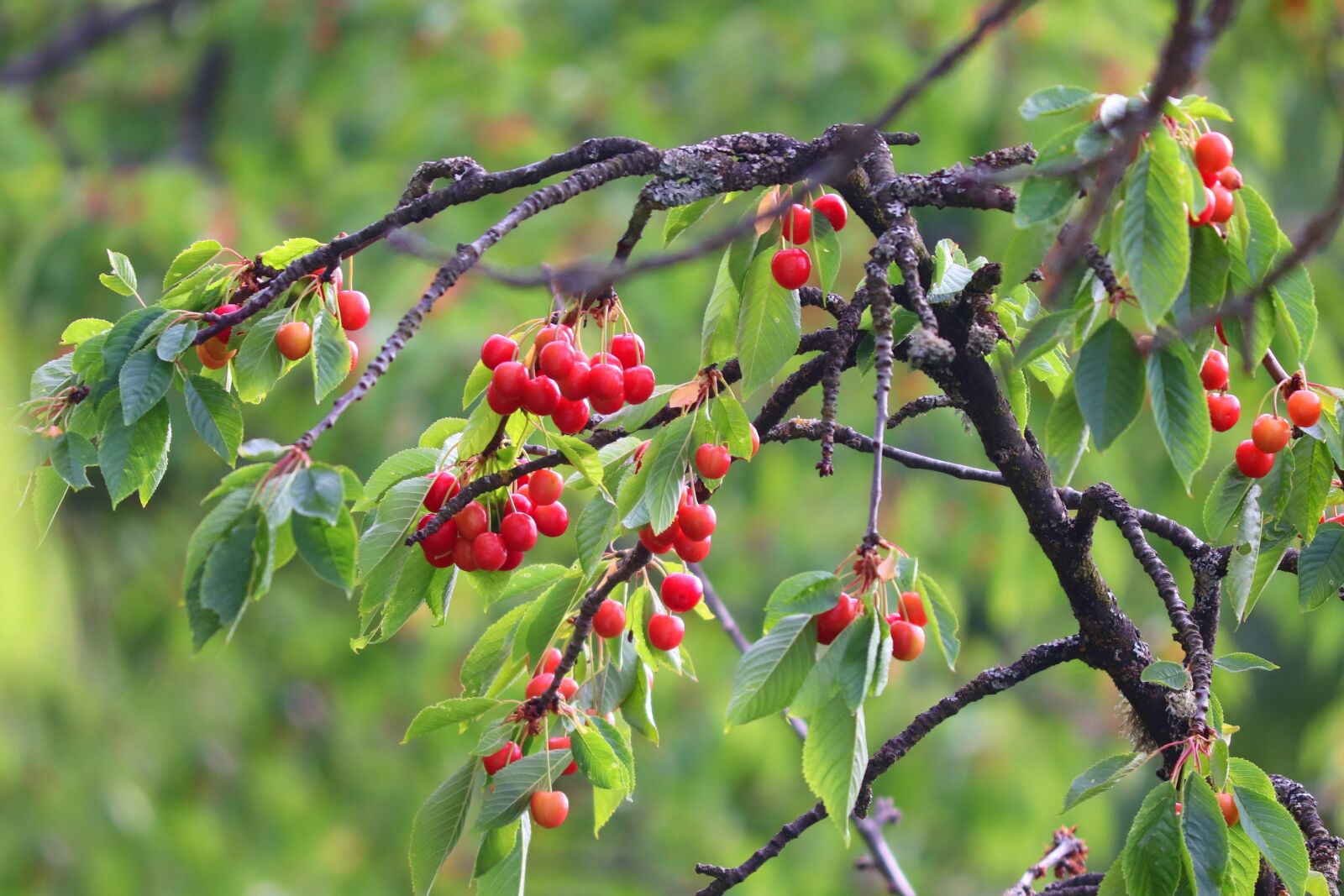 Canon EOS 200D (EOS Rebel SL2 / EOS Kiss X9) sample photo. Cherries, red, cherry tree photography