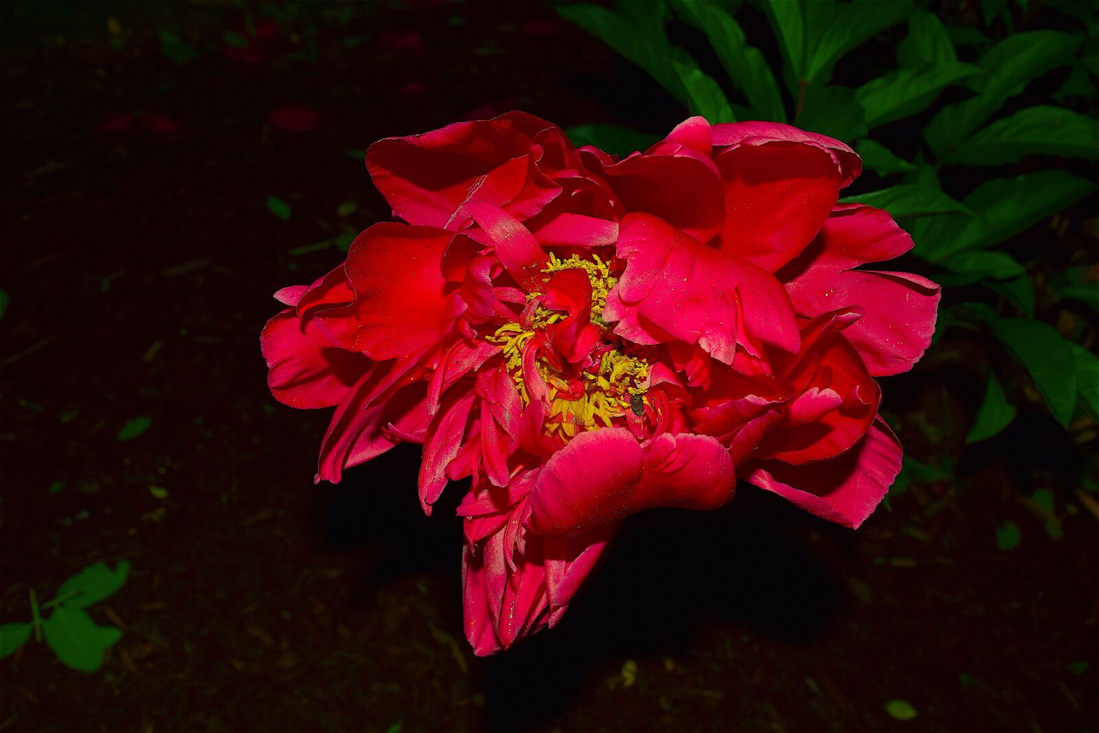 Nikon D3300 sample photo. Red peony, dew, rain photography