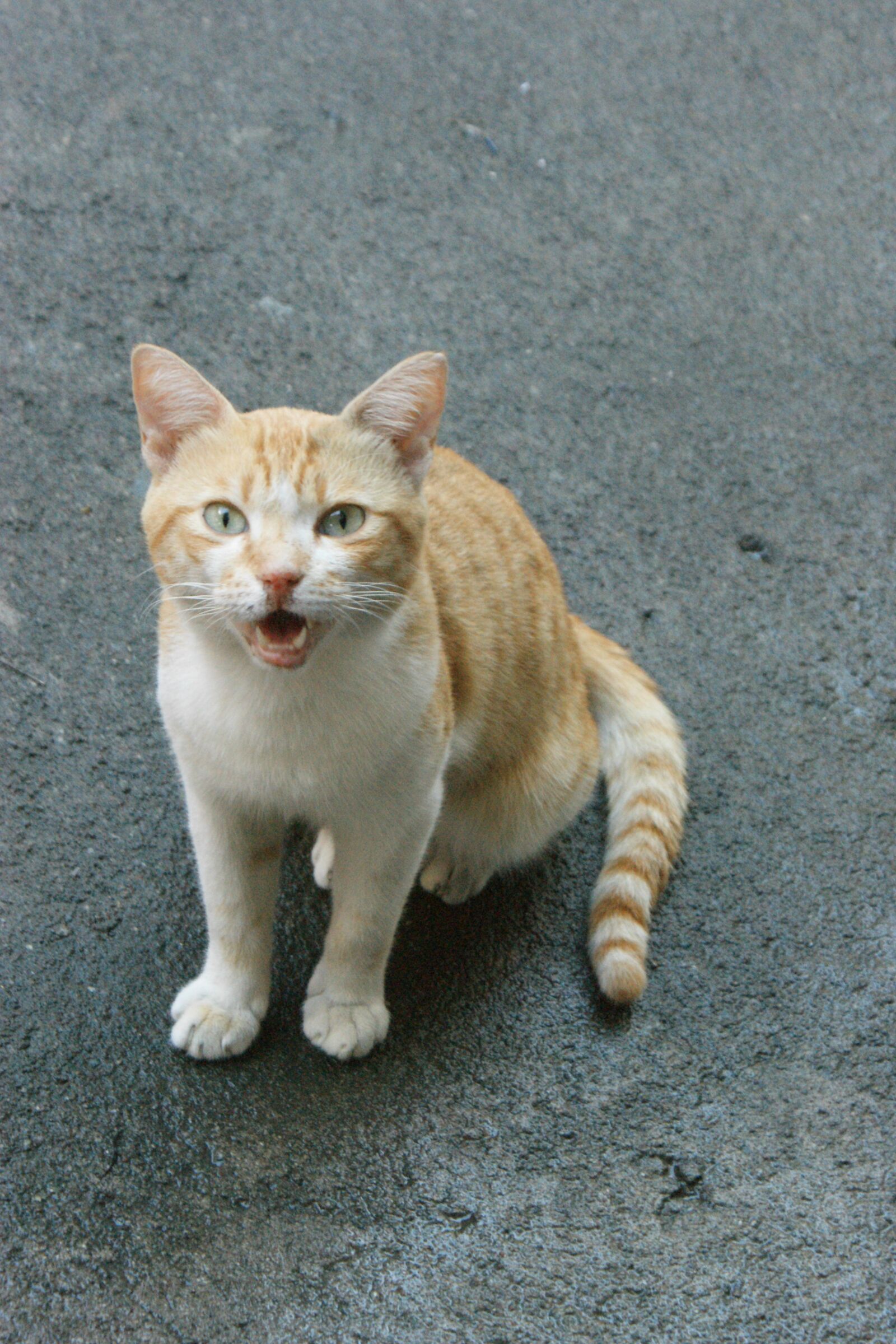 Sony Alpha DSLR-A350 sample photo. Cat, feline, angry photography