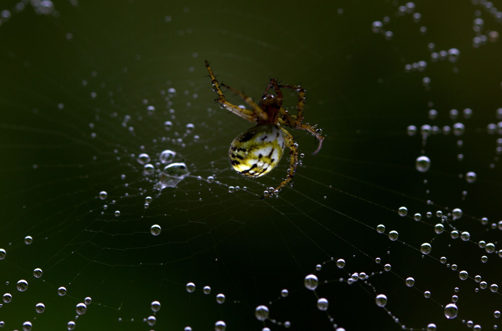 Canon EF-S 60mm F2.8 Macro USM sample photo. Spider, spider web, hooked photography
