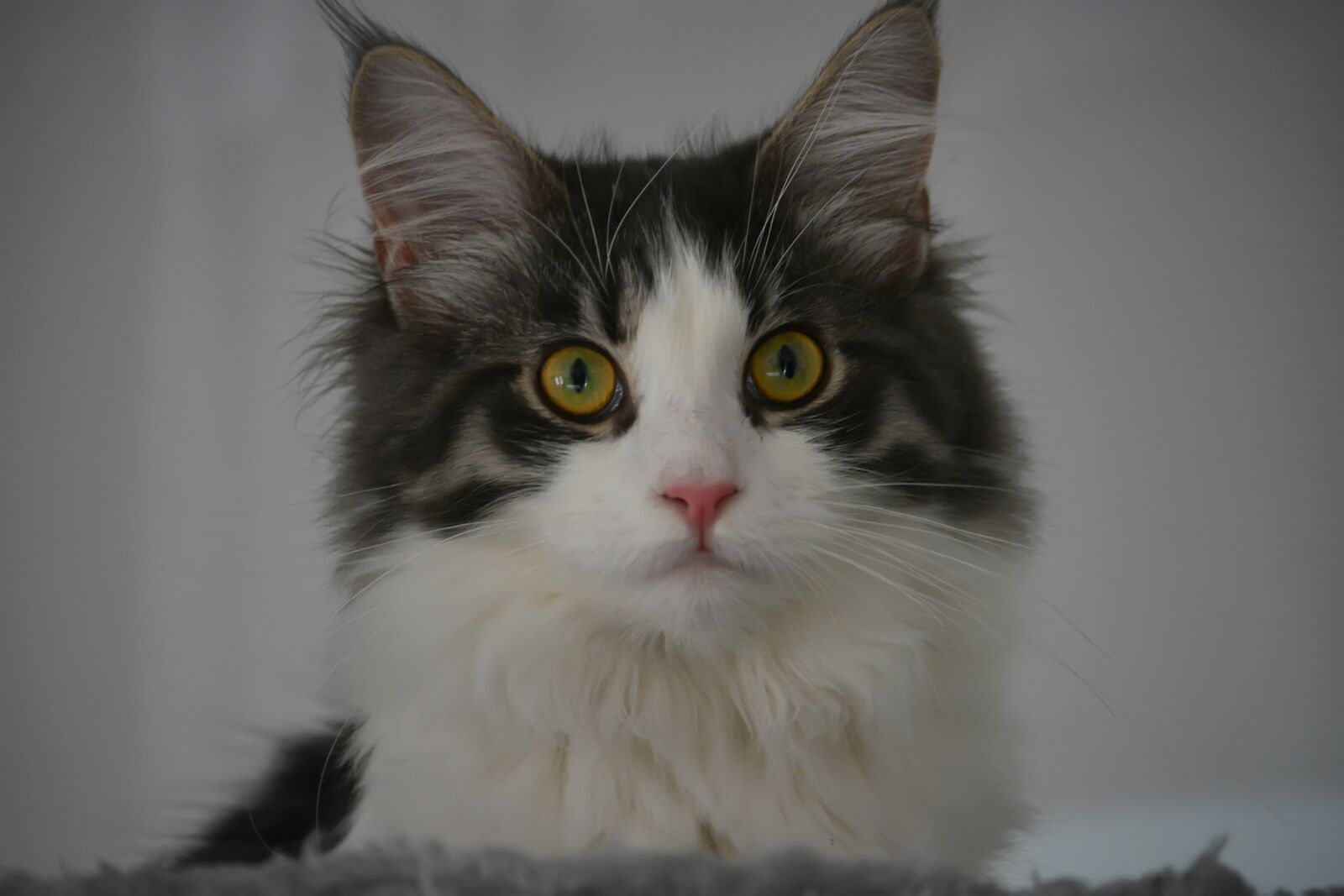 Nikon D5200 sample photo. Anneli, cat, maine coon photography