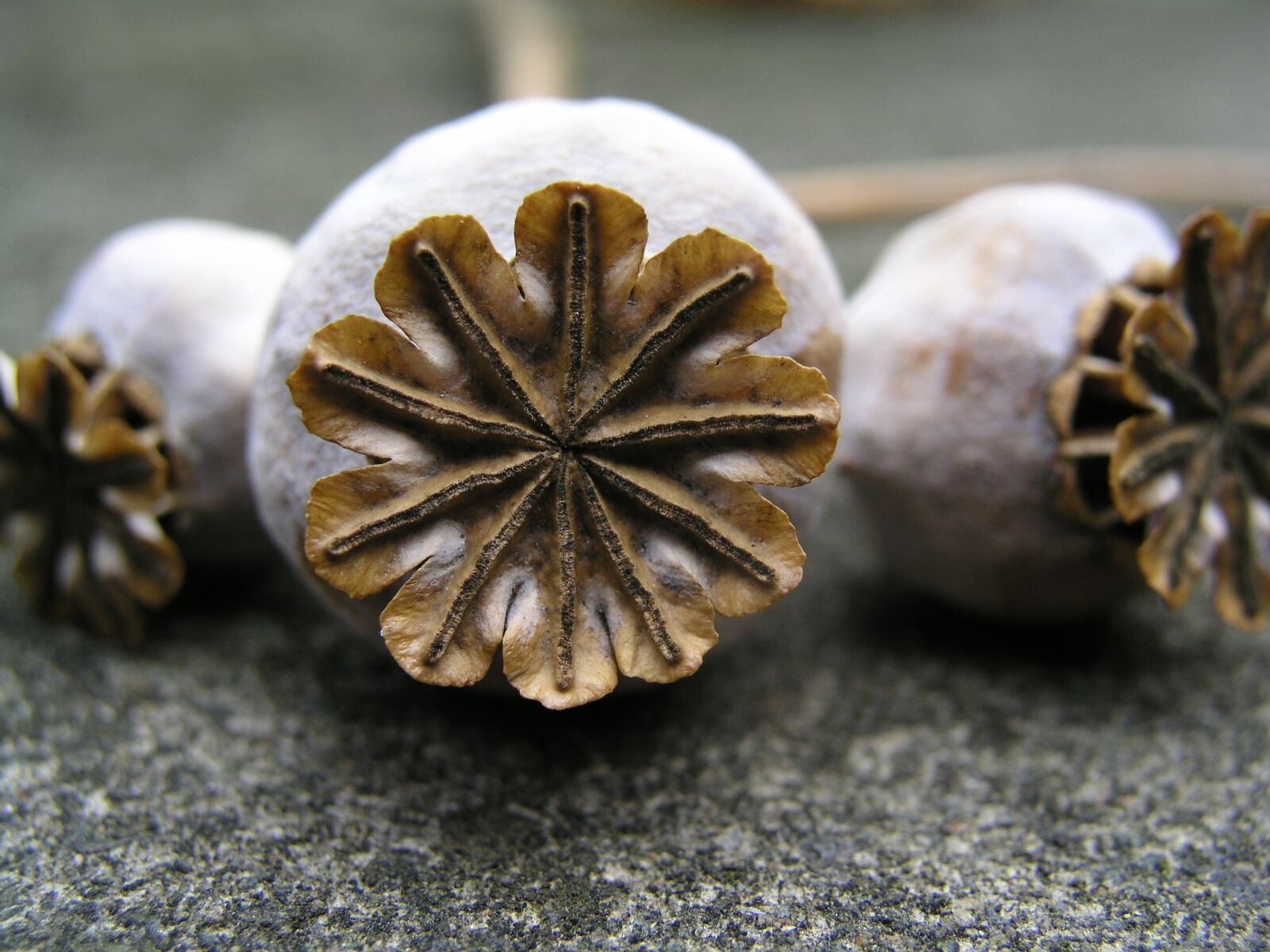 Olympus C5050Z sample photo. Poppy seeds, seed pods photography