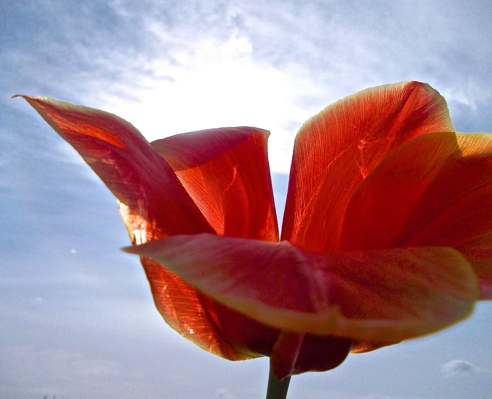 Nikon COOLPIX L25 sample photo. Tulip, red, sky blue photography
