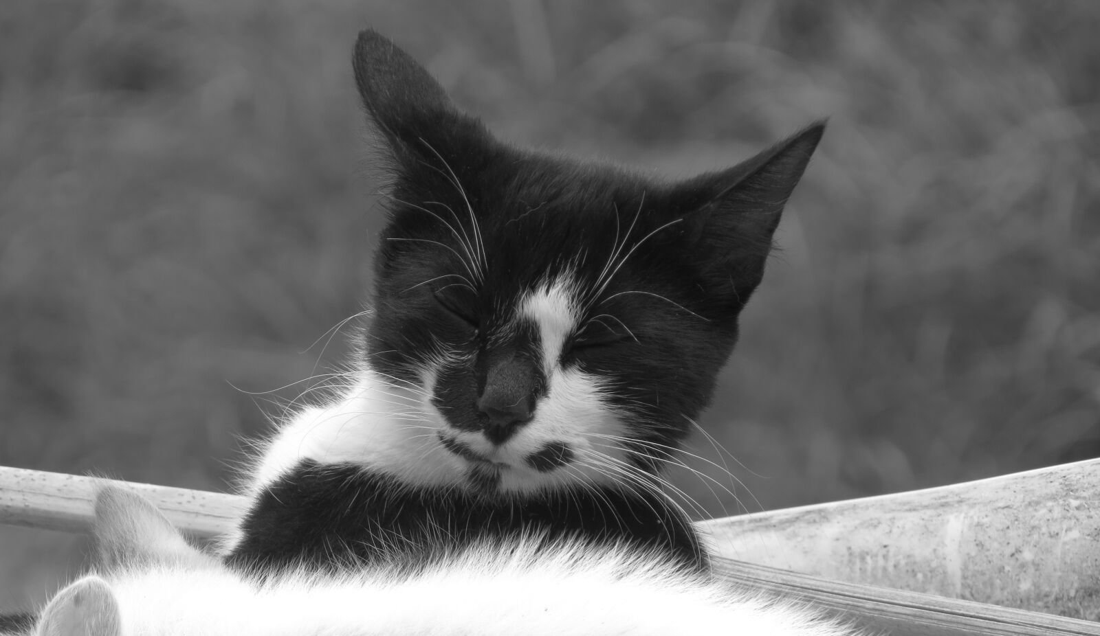 Canon PowerShot SX50 HS sample photo. Black and white, cat photography