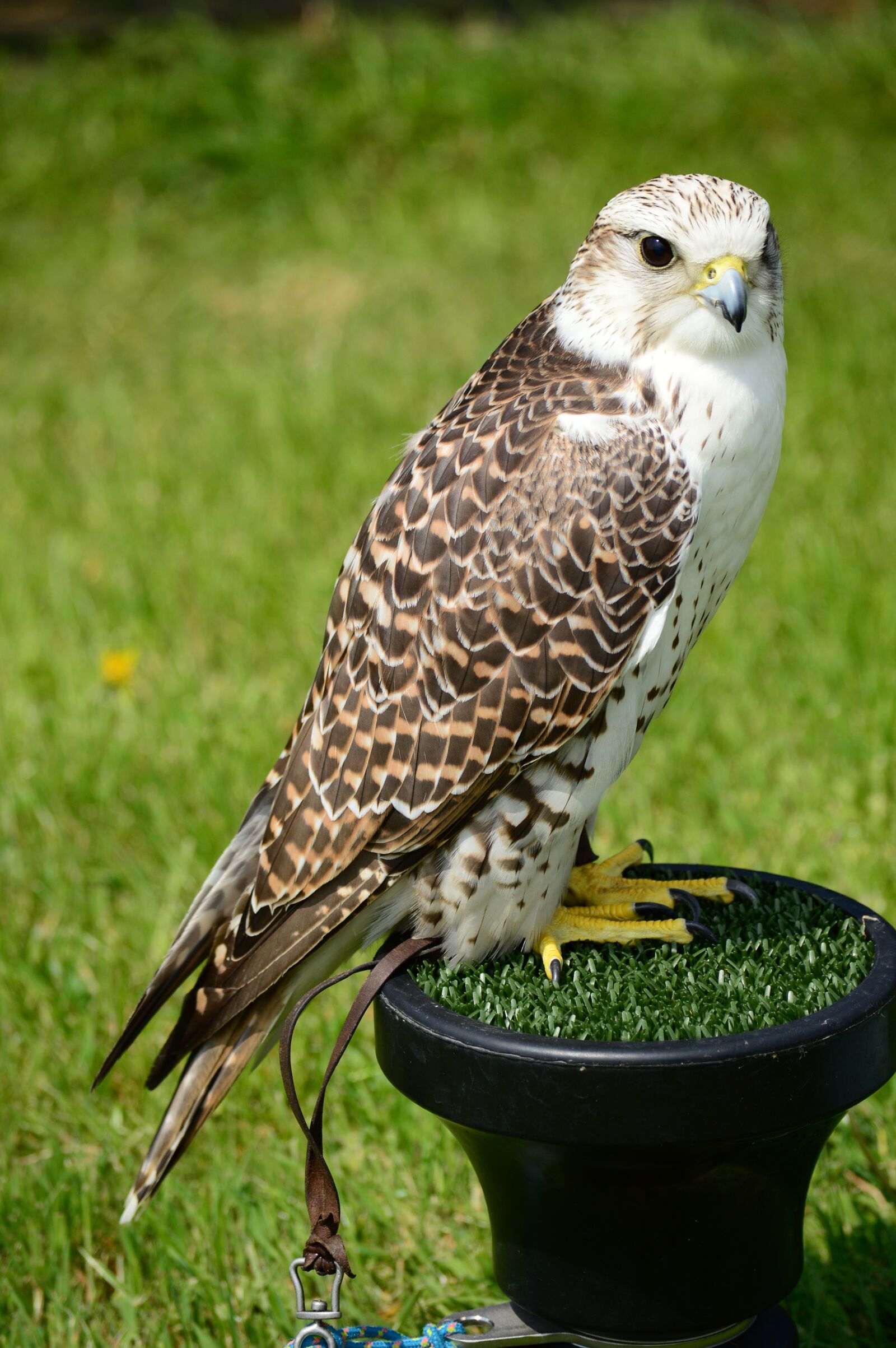 Nikon D3200 sample photo. Peregrine, falcon, raptor photography