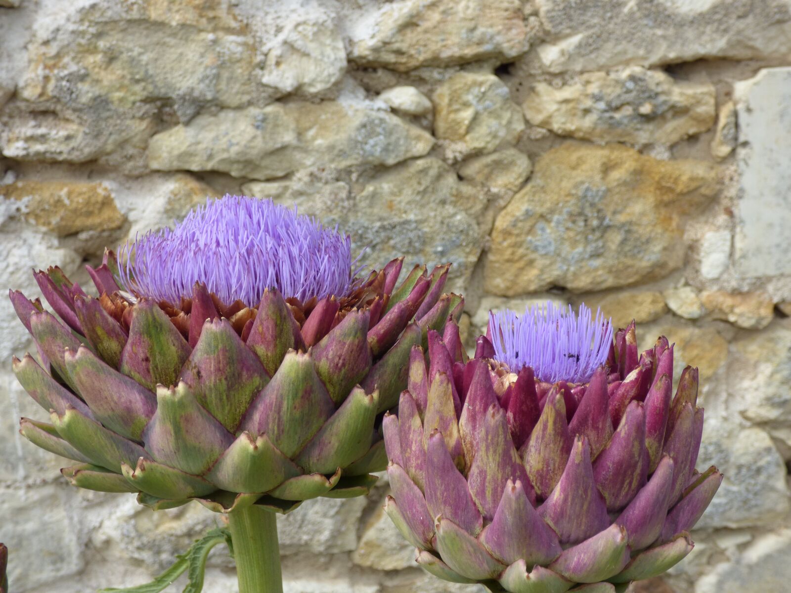 Panasonic DMC-FZ72 sample photo. Flower, artichoke, flowering photography