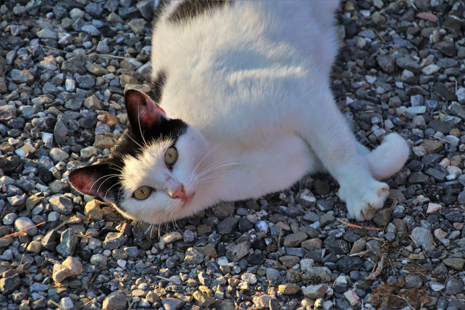 Canon EOS 80D sample photo. Cat, white, animals photography