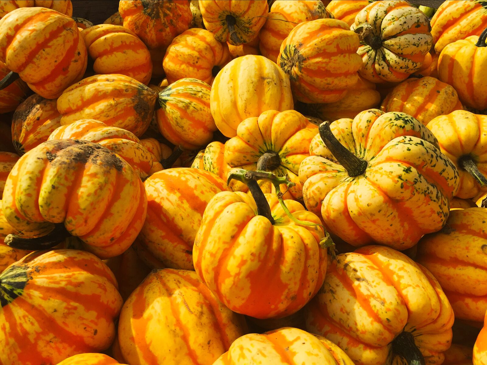 iPhone 6 back camera 4.15mm f/2.2 sample photo. Squash, pumpkin, orange photography