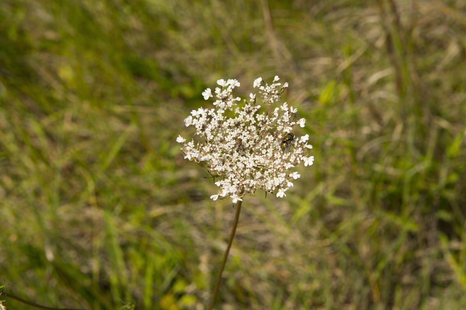 Nikon D7200 sample photo. Flower, insect, plant photography