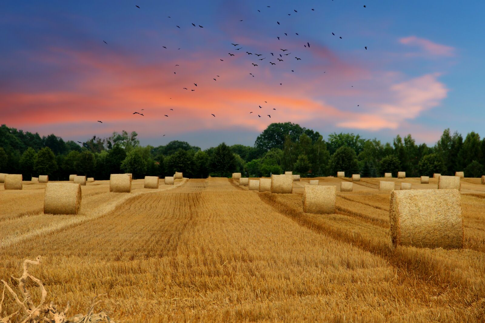 Canon EOS 600D (Rebel EOS T3i / EOS Kiss X5) sample photo. Field, straw, straw bales photography