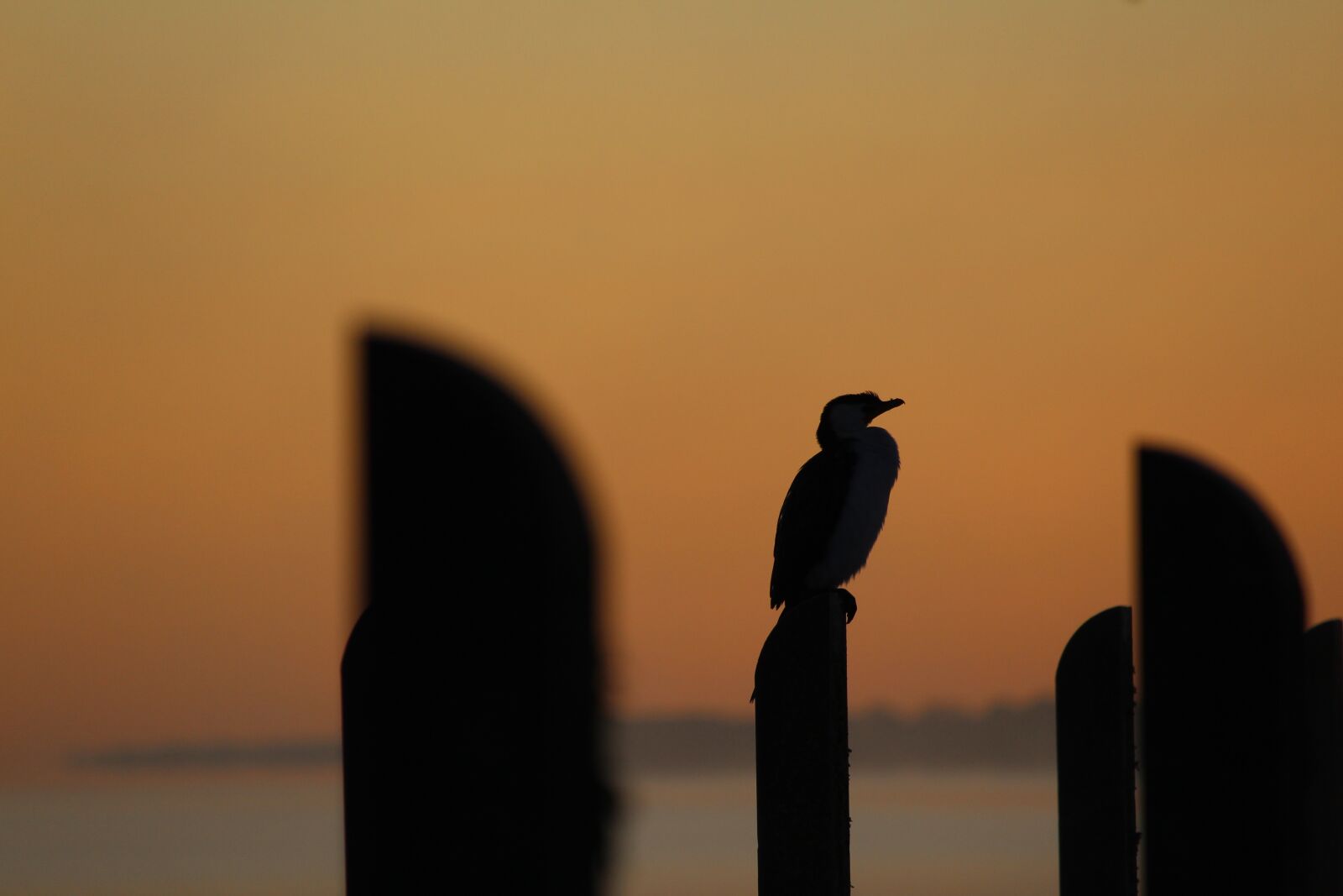 Canon EF-S 55-250mm F4-5.6 IS STM sample photo. Cormorant, jetty, pier photography