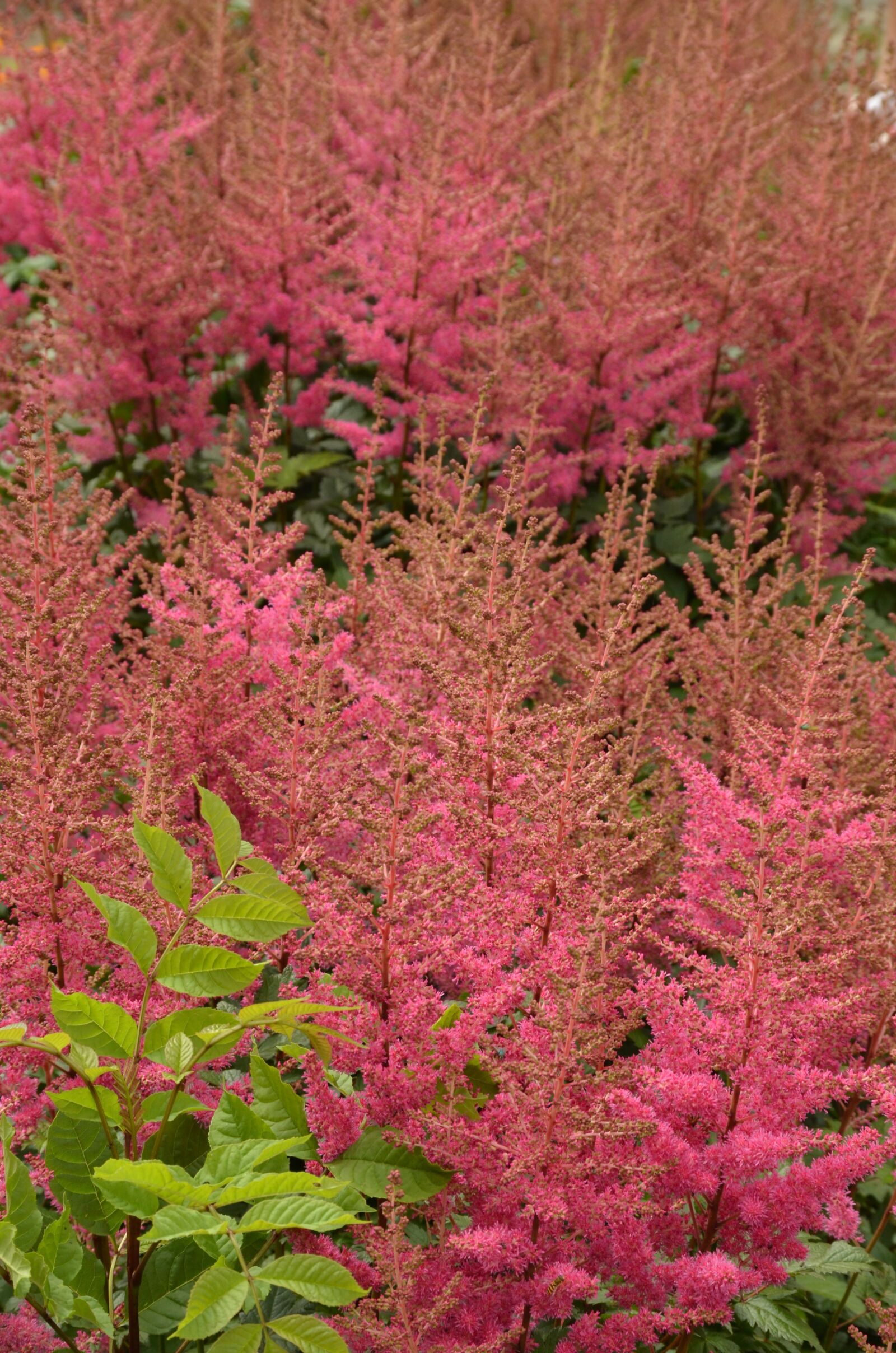 Nikon D7000 sample photo. Flower, plant, flora photography