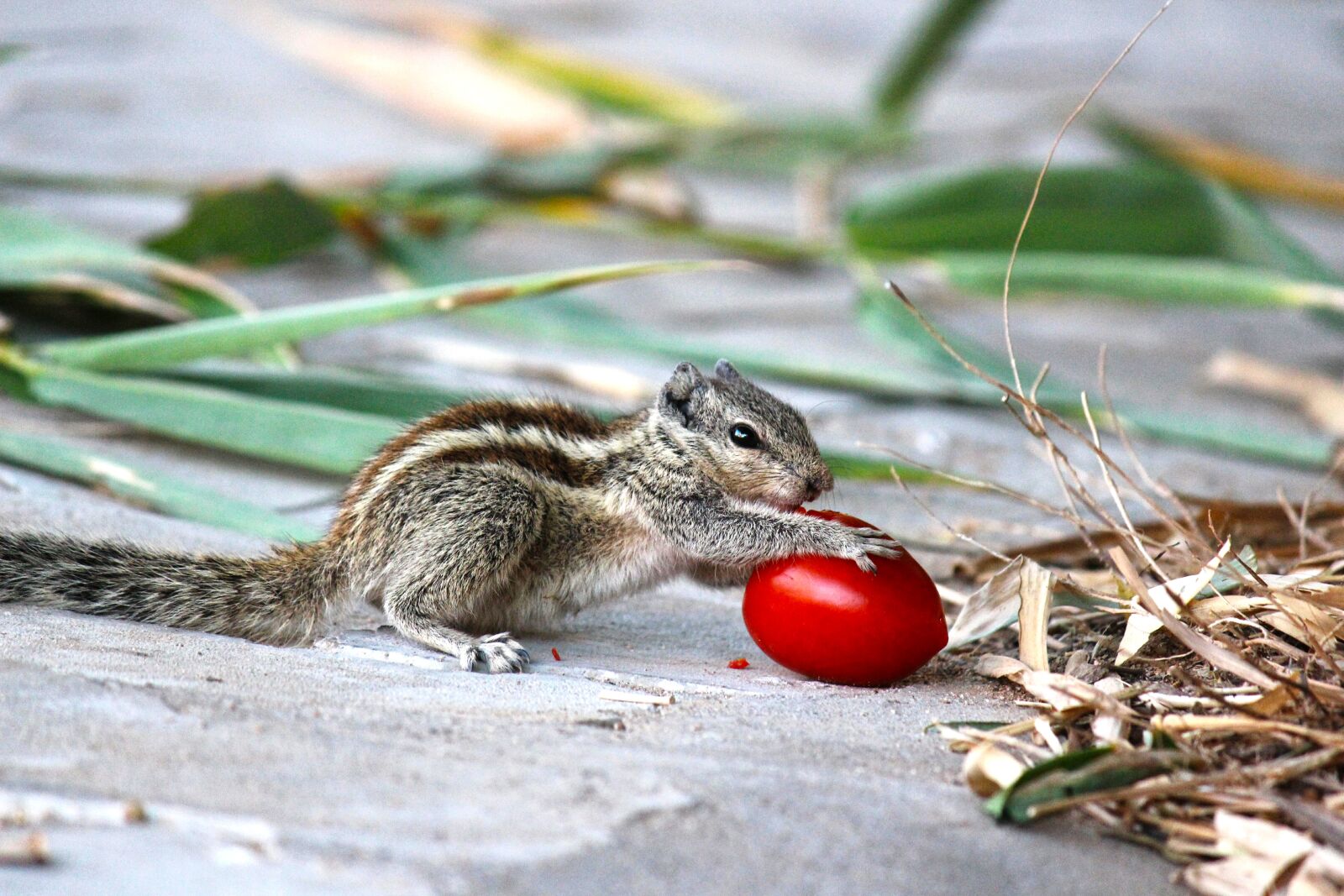 Canon EOS 700D (EOS Rebel T5i / EOS Kiss X7i) sample photo. Squirrel, nature, animal photography