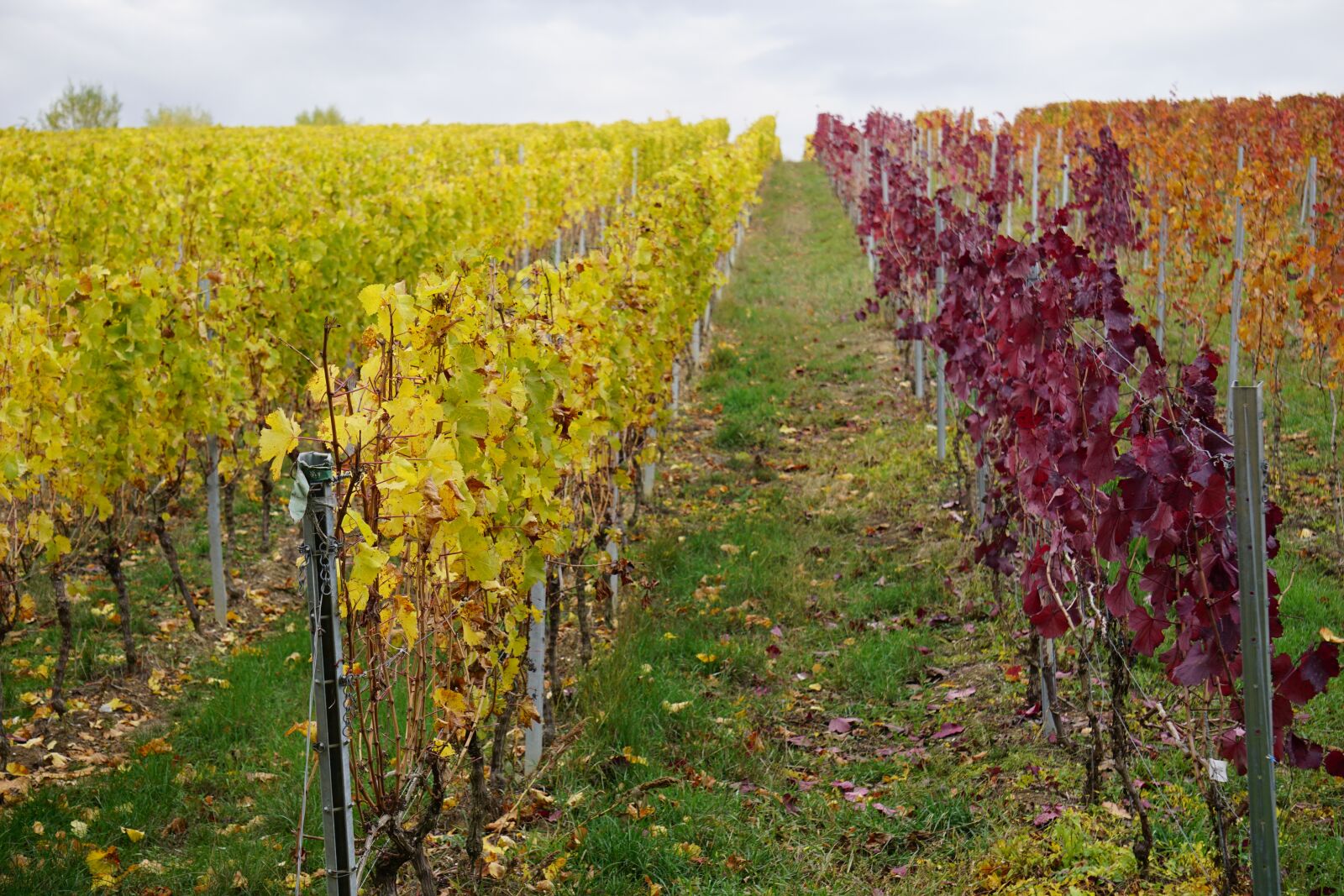 Sony a6000 sample photo. Vineyard, autumn, landscape photography
