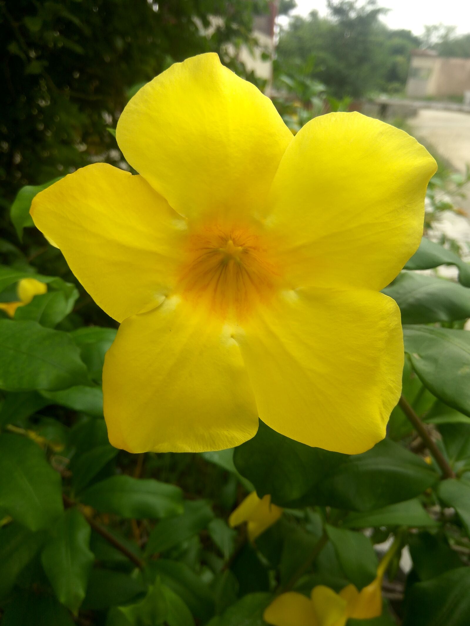 Xiaomi Redmi Note3 sample photo. Flower, yellow, wild photography
