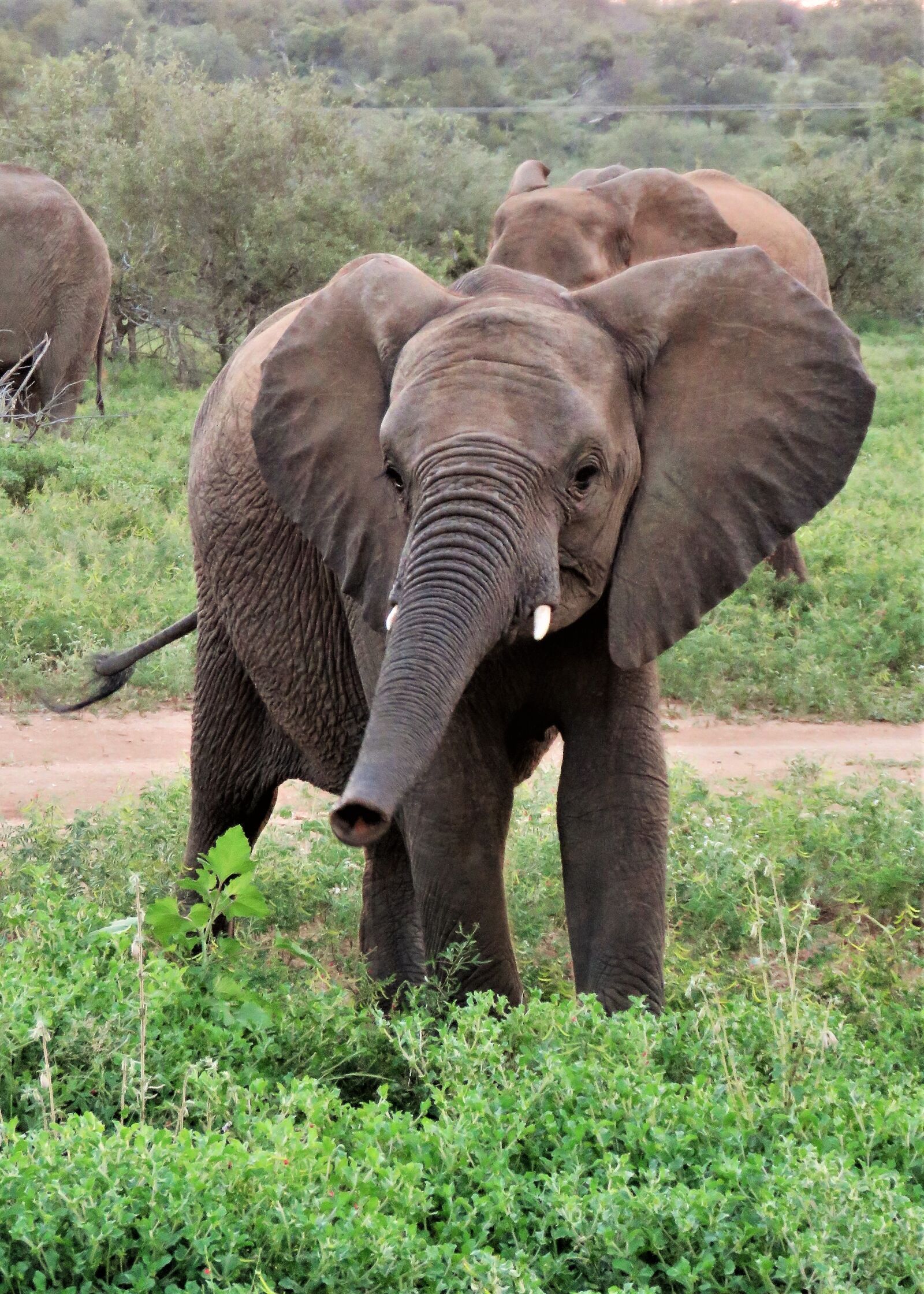 Canon PowerShot SX60 HS sample photo. Elephant, baby, trunk photography
