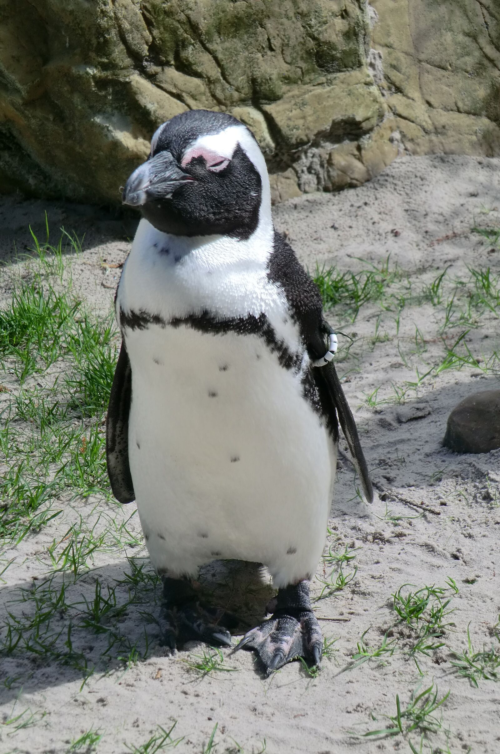 CASIO EX-H5 sample photo. Nature, penguin, zoo photography