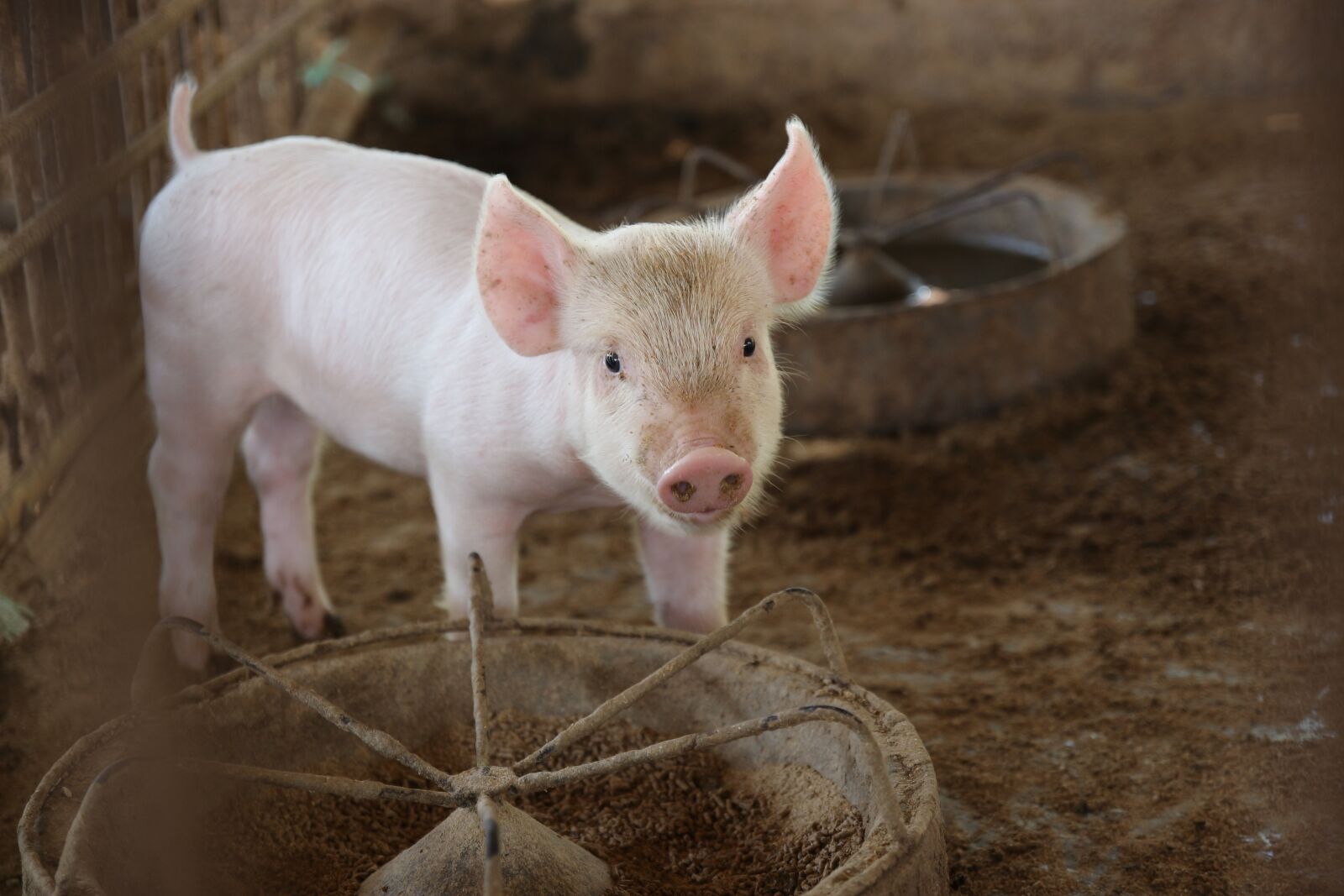 Canon EOS 700D (EOS Rebel T5i / EOS Kiss X7i) sample photo. Pig, cute, animals photography