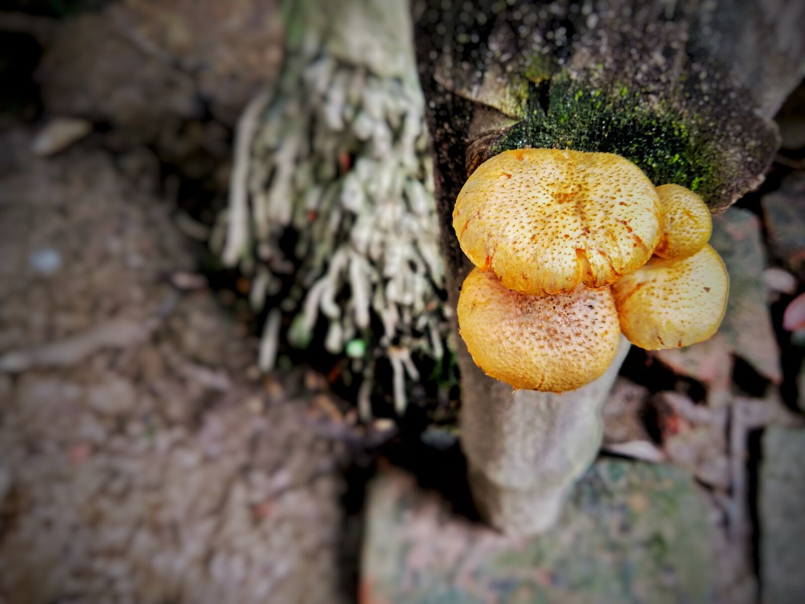 Xiaomi Mi A1 sample photo. Fungi, bamboo fungi, yellow photography