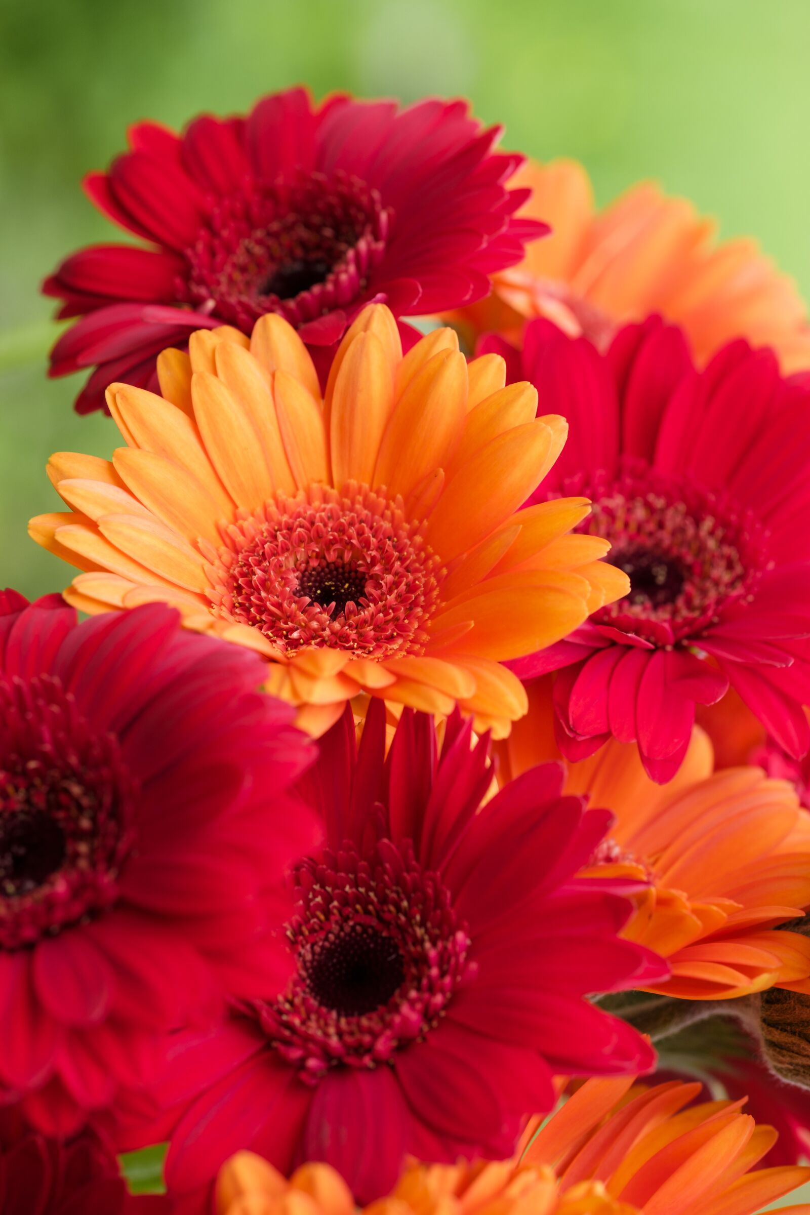 Fujifilm X-T2 + Fujifilm XF 80mm F2.8 R LM OIS WR Macro sample photo. Gerbera, composites, asteraceae photography