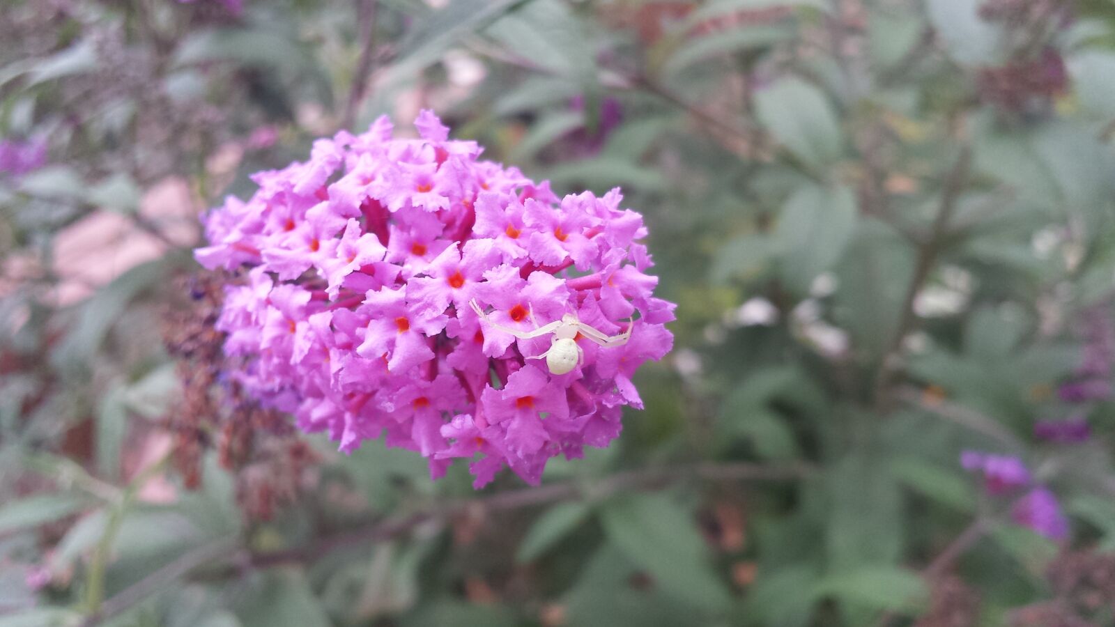 Samsung Galaxy S4 sample photo. Spider, flower, butterfly bush photography
